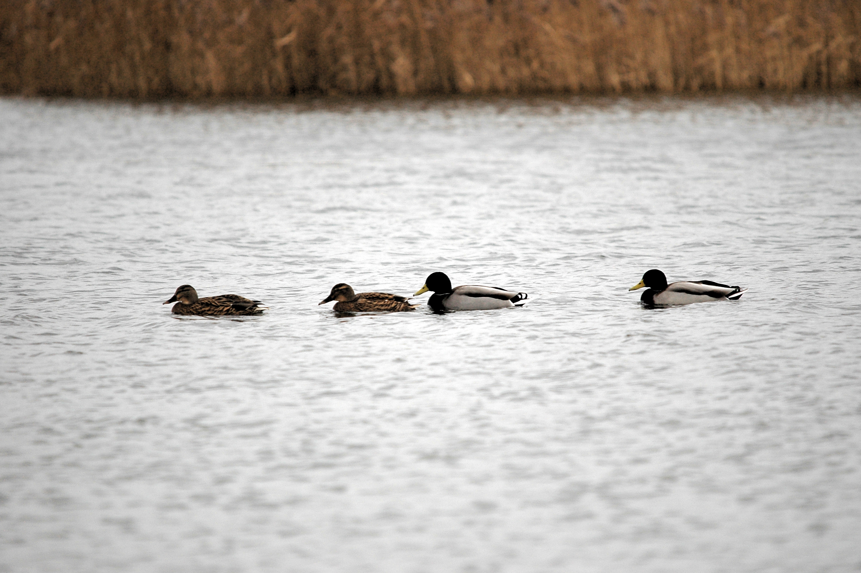 photos/wildlife/Bird_Species/029-Swans-Geese-Typical_ducks/0520-Mallard/DSC_4628.JPG