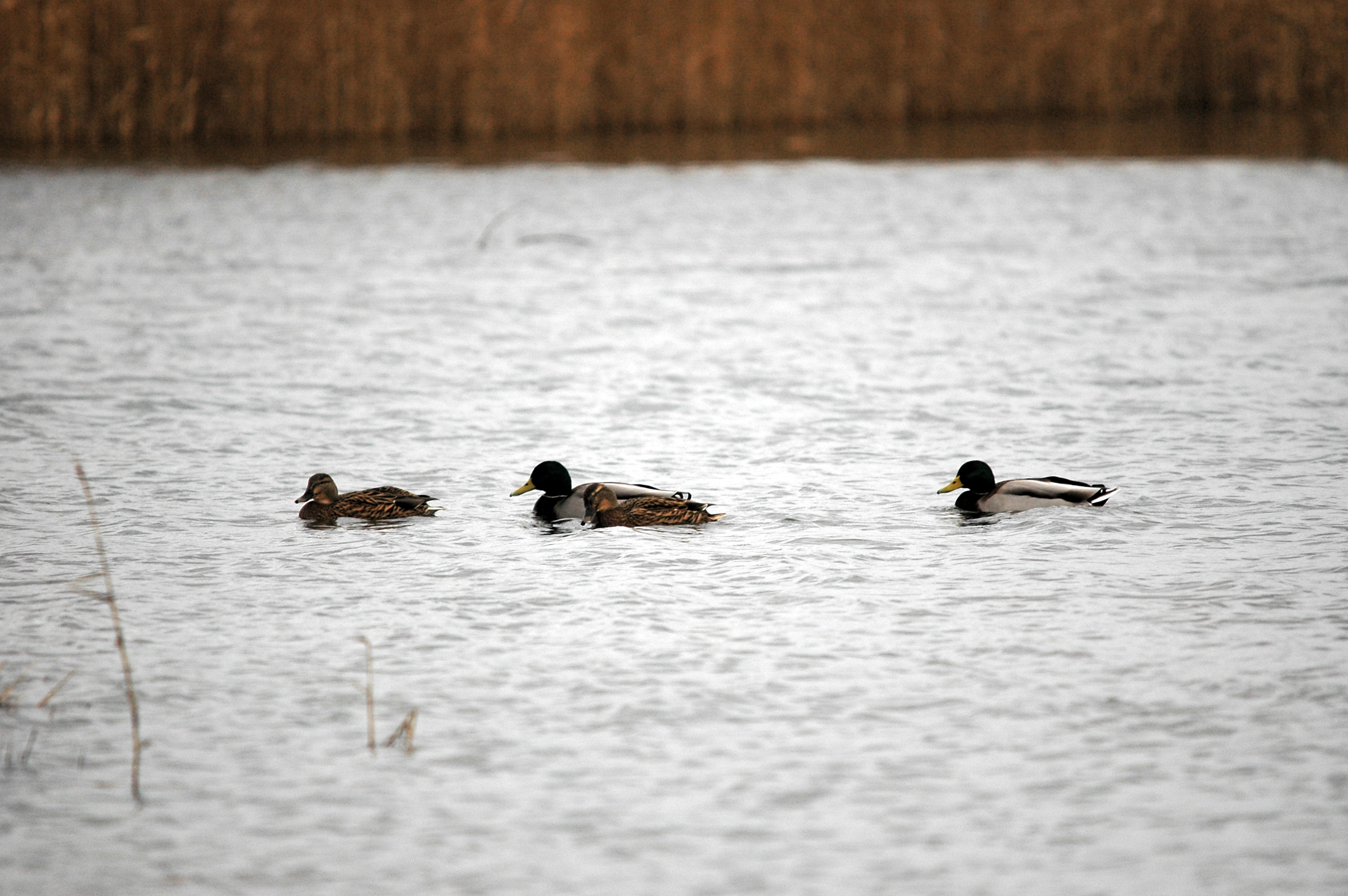 photos/wildlife/Bird_Species/029-Swans-Geese-Typical_ducks/0520-Mallard/DSC_4629.JPG