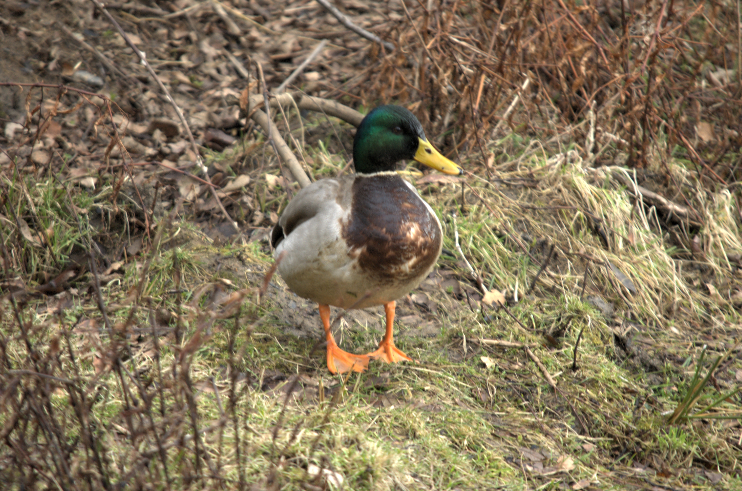 photos/wildlife/Bird_Species/029-Swans-Geese-Typical_ducks/0520-Mallard/dsc_1922.jpeg