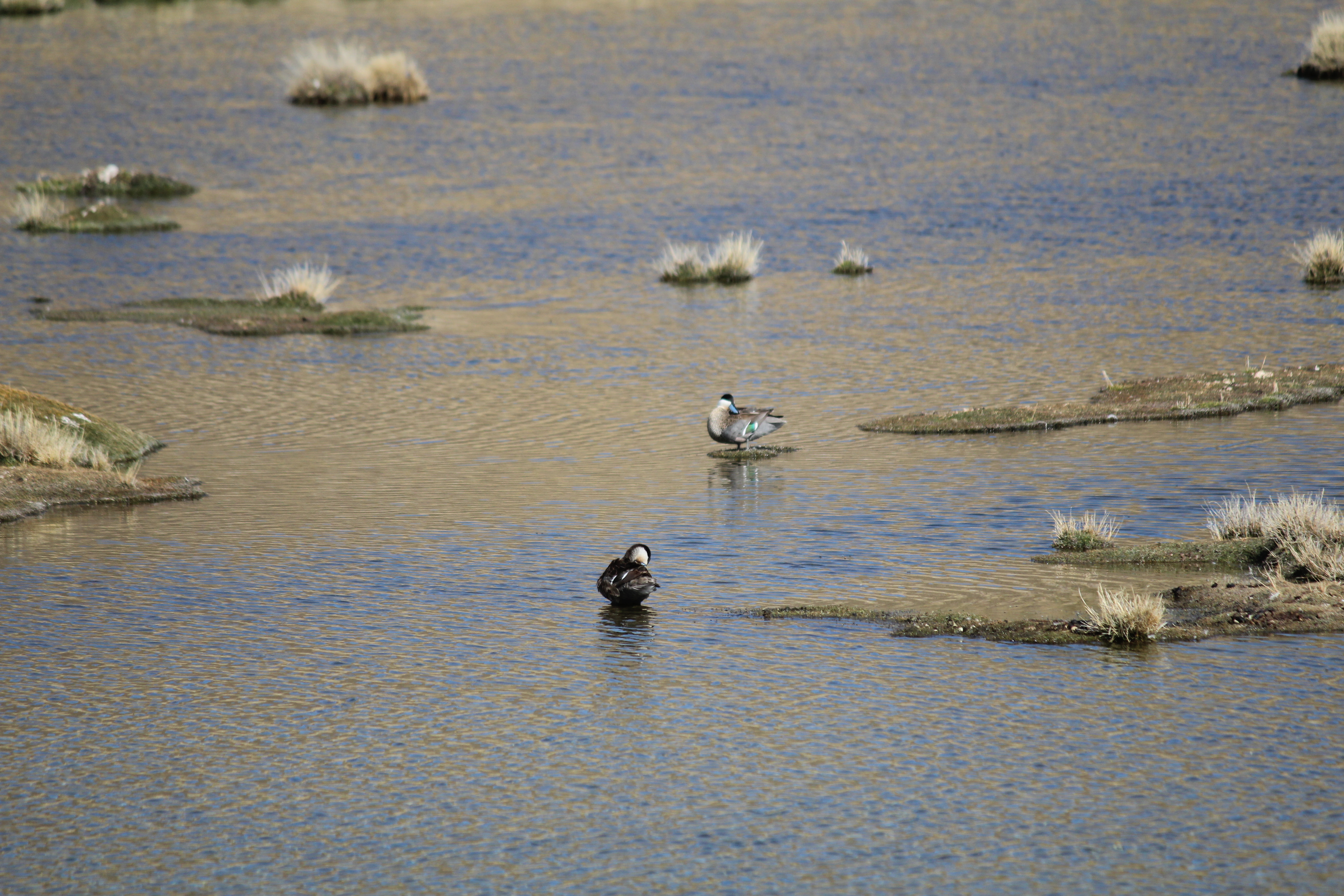 photos/wildlife/Bird_Species/029-Swans-Geese-Typical_ducks/0540-Puna_Teal/4768457394_90f67d89a5_o.jpg