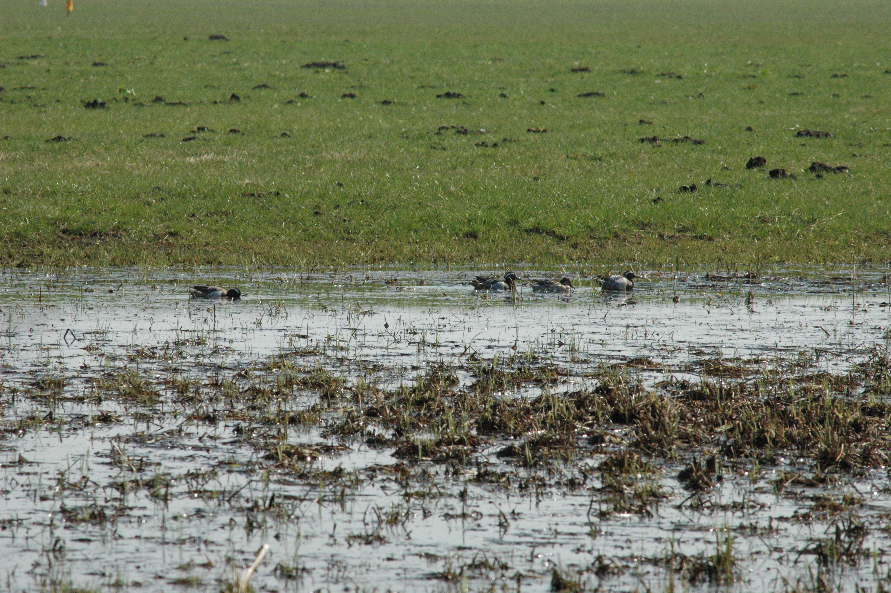 photos/wildlife/Bird_Species/029-Swans-Geese-Typical_ducks/0542-Garganey/DSC_0068.JPG