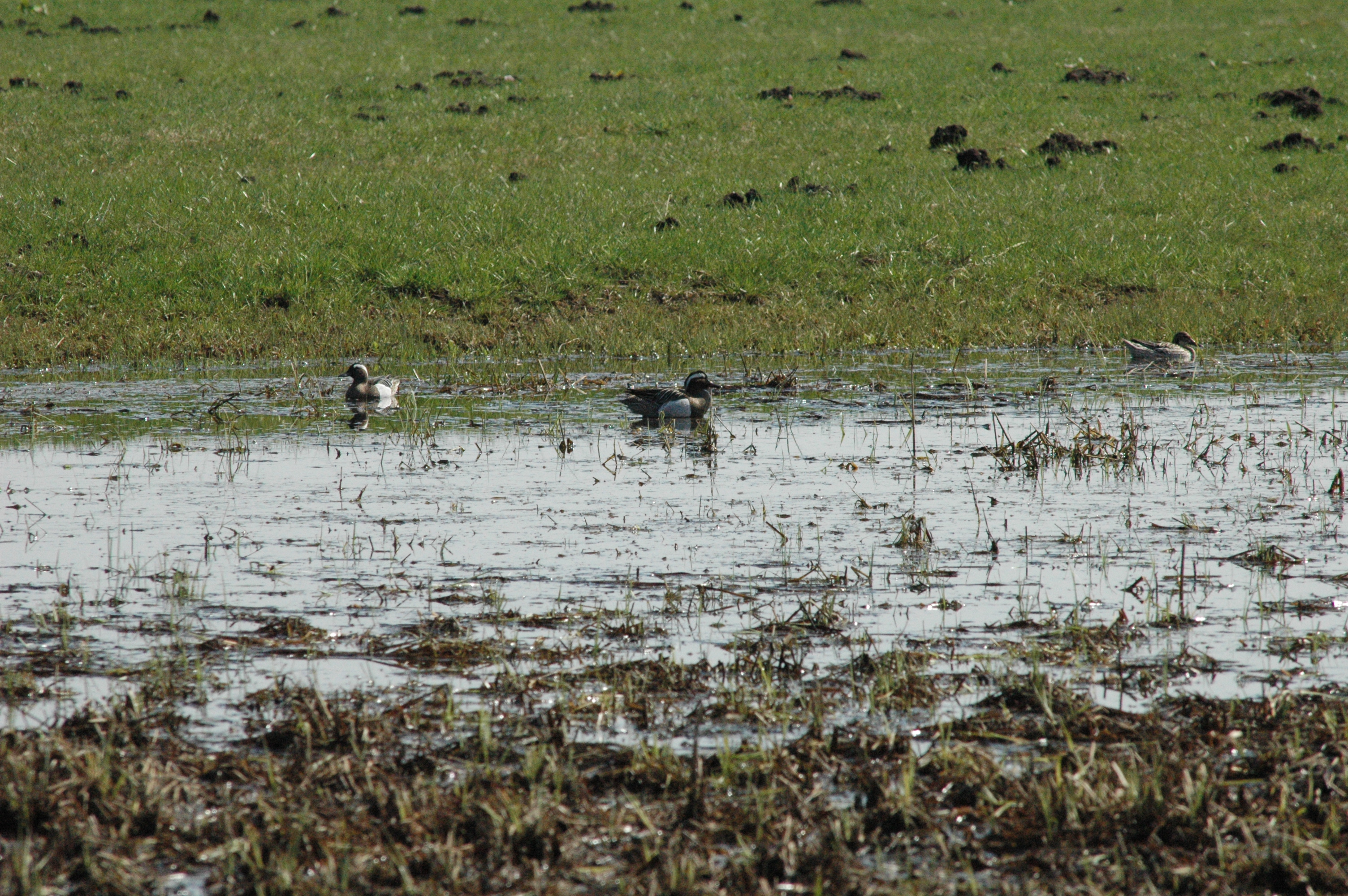 photos/wildlife/Bird_Species/029-Swans-Geese-Typical_ducks/0542-Garganey/DSC_0069.JPG