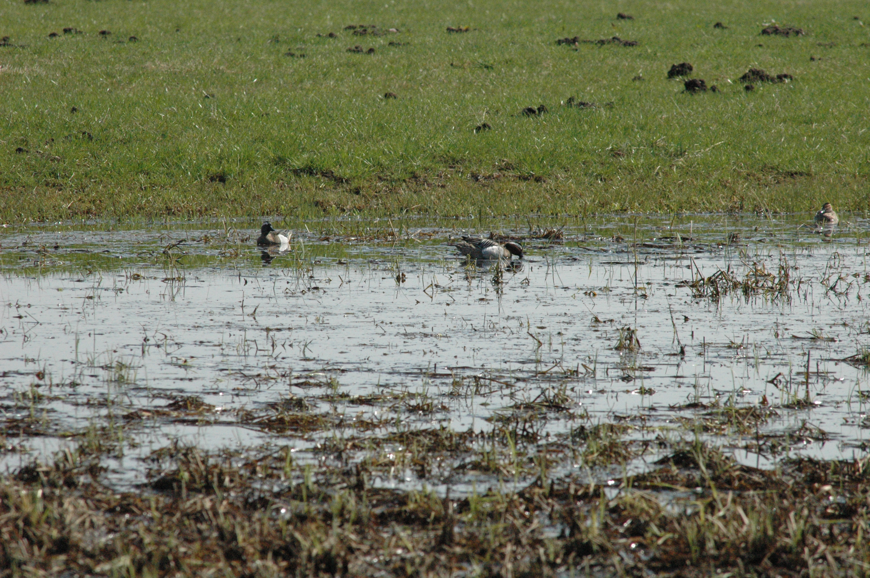 photos/wildlife/Bird_Species/029-Swans-Geese-Typical_ducks/0542-Garganey/DSC_0070.JPG