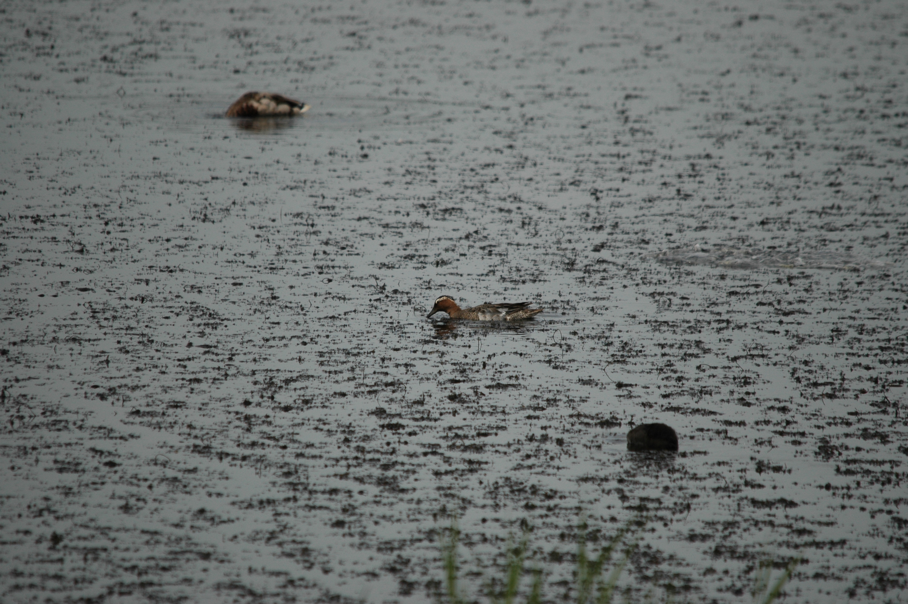 photos/wildlife/Bird_Species/029-Swans-Geese-Typical_ducks/0542-Garganey/DSC_5965.JPG