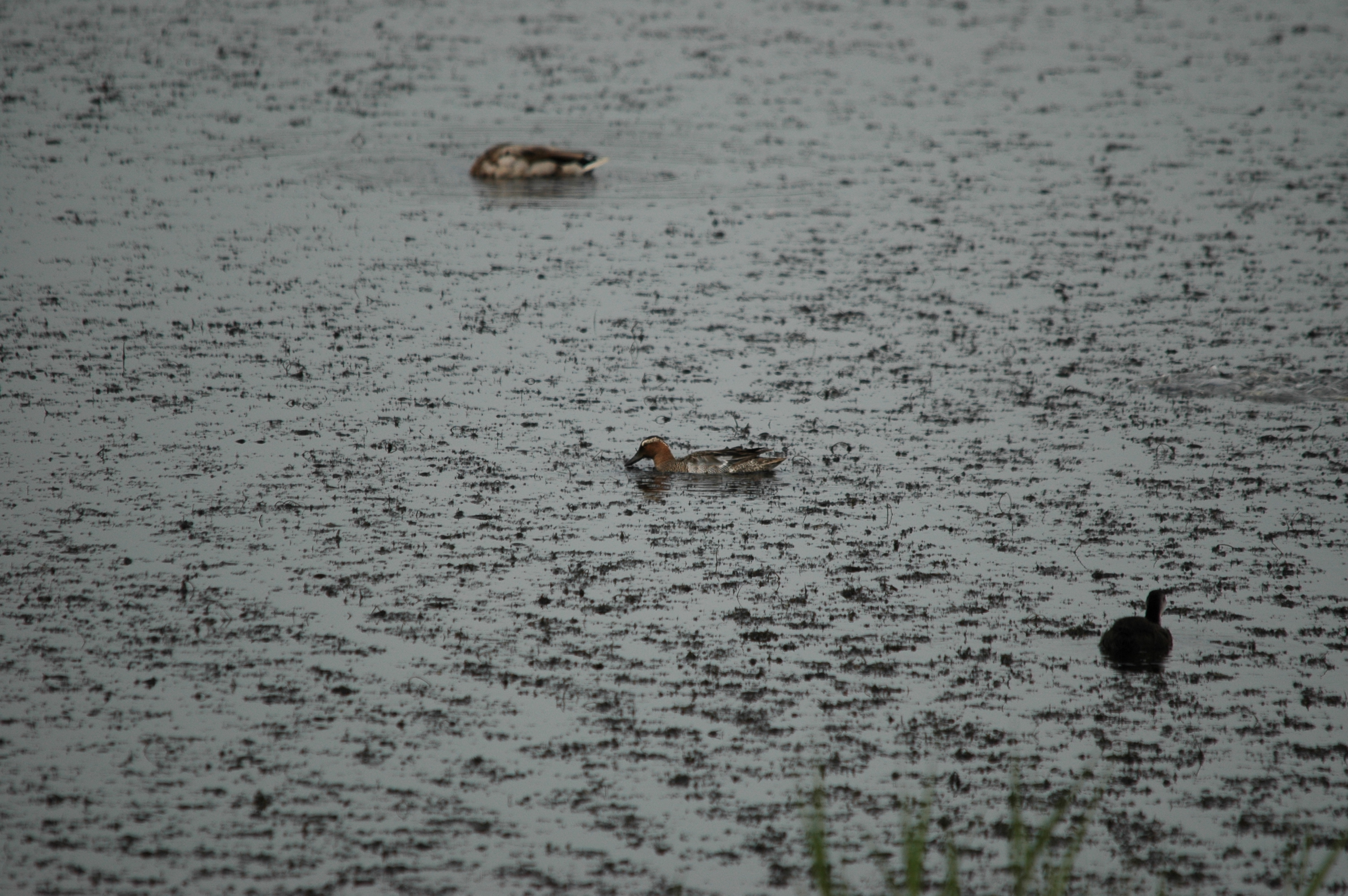 photos/wildlife/Bird_Species/029-Swans-Geese-Typical_ducks/0542-Garganey/DSC_5966.JPG