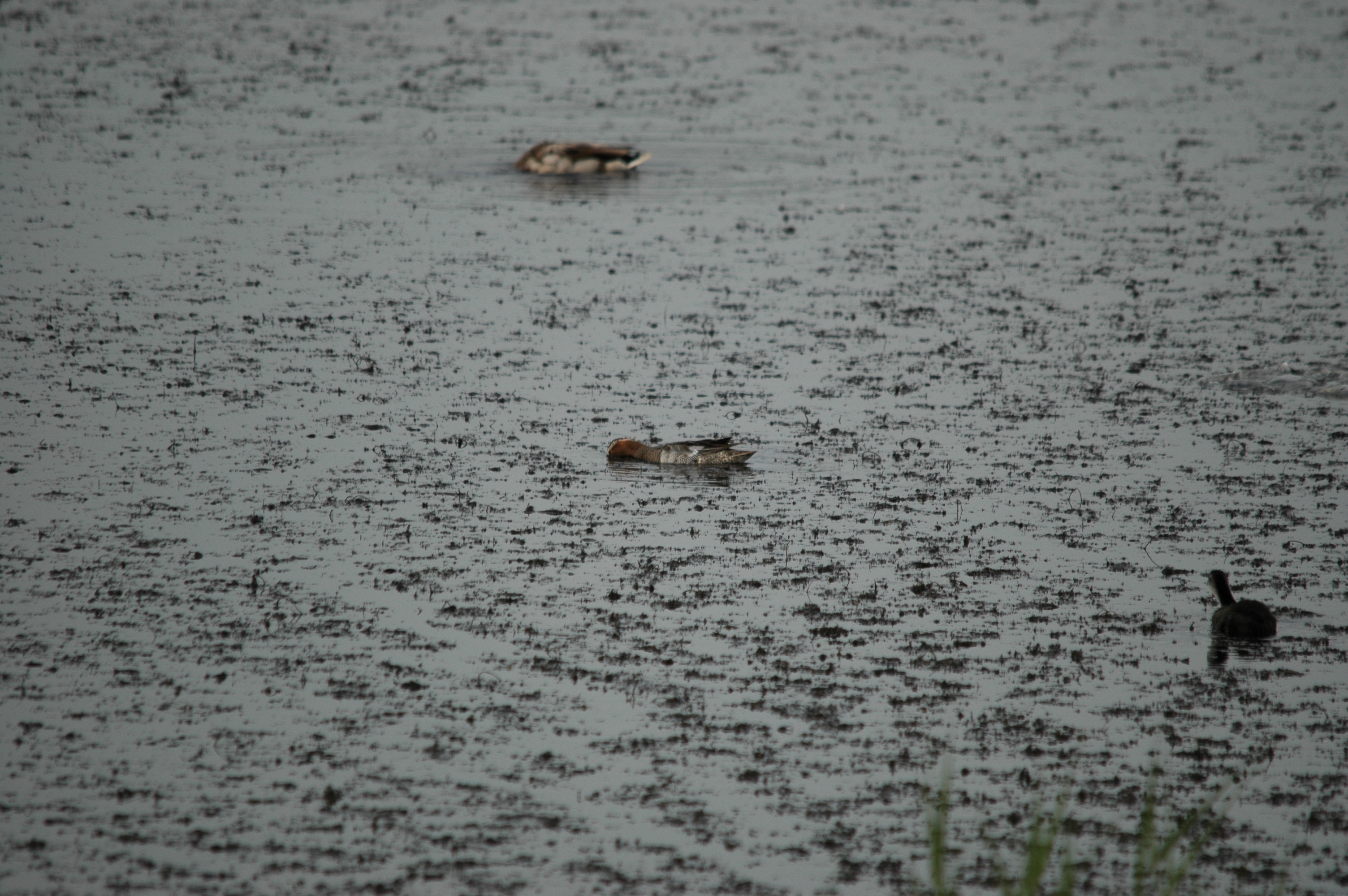 photos/wildlife/Bird_Species/029-Swans-Geese-Typical_ducks/0542-Garganey/DSC_5967.JPG