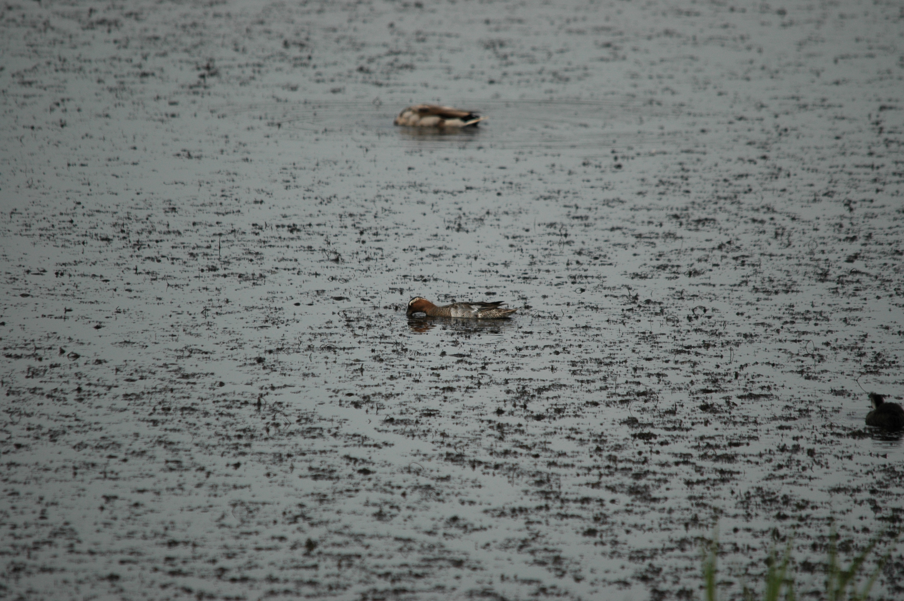 photos/wildlife/Bird_Species/029-Swans-Geese-Typical_ducks/0542-Garganey/DSC_5969.JPG