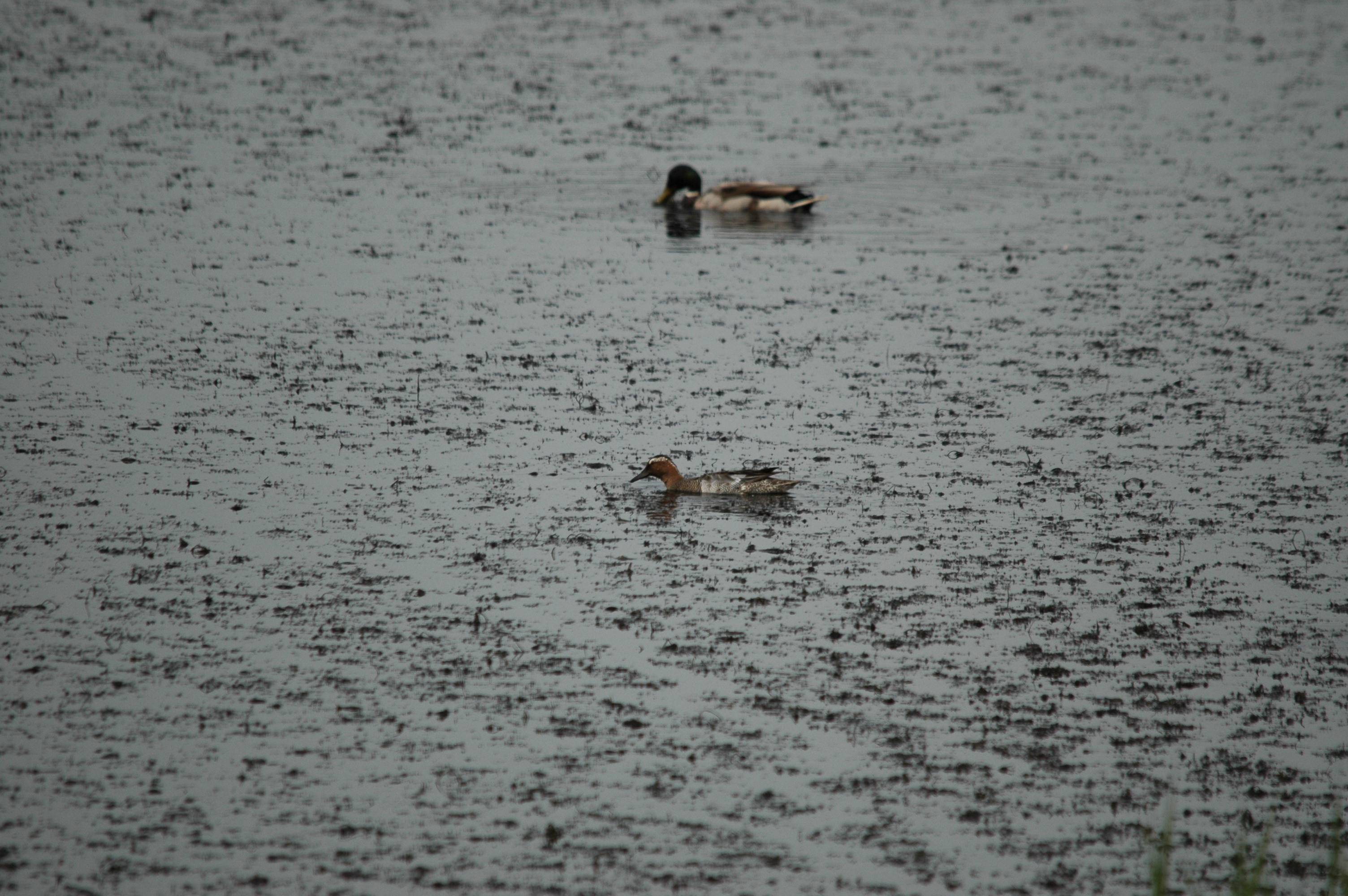 photos/wildlife/Bird_Species/029-Swans-Geese-Typical_ducks/0542-Garganey/DSC_5971.JPG