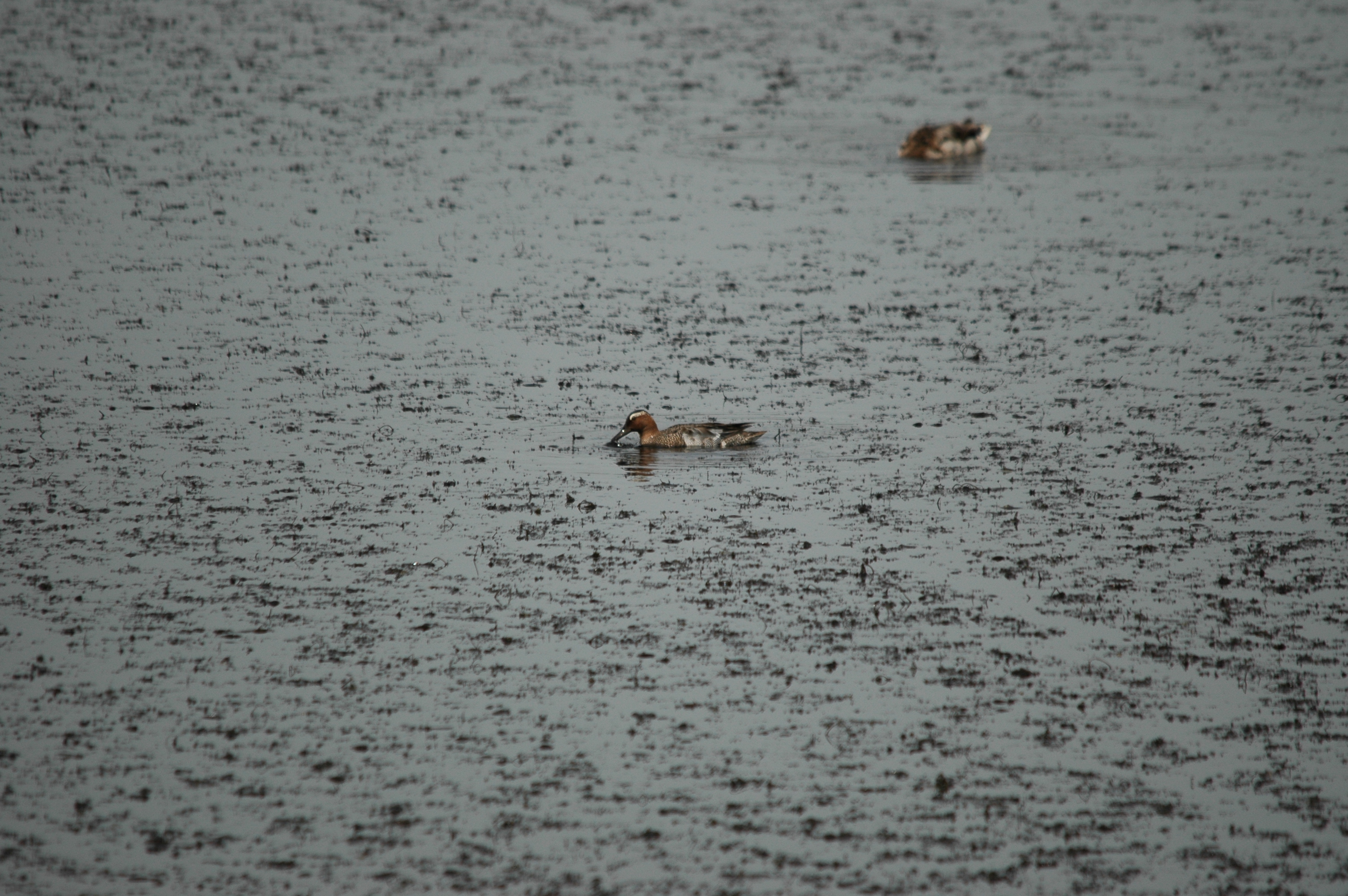 photos/wildlife/Bird_Species/029-Swans-Geese-Typical_ducks/0542-Garganey/DSC_5972.JPG