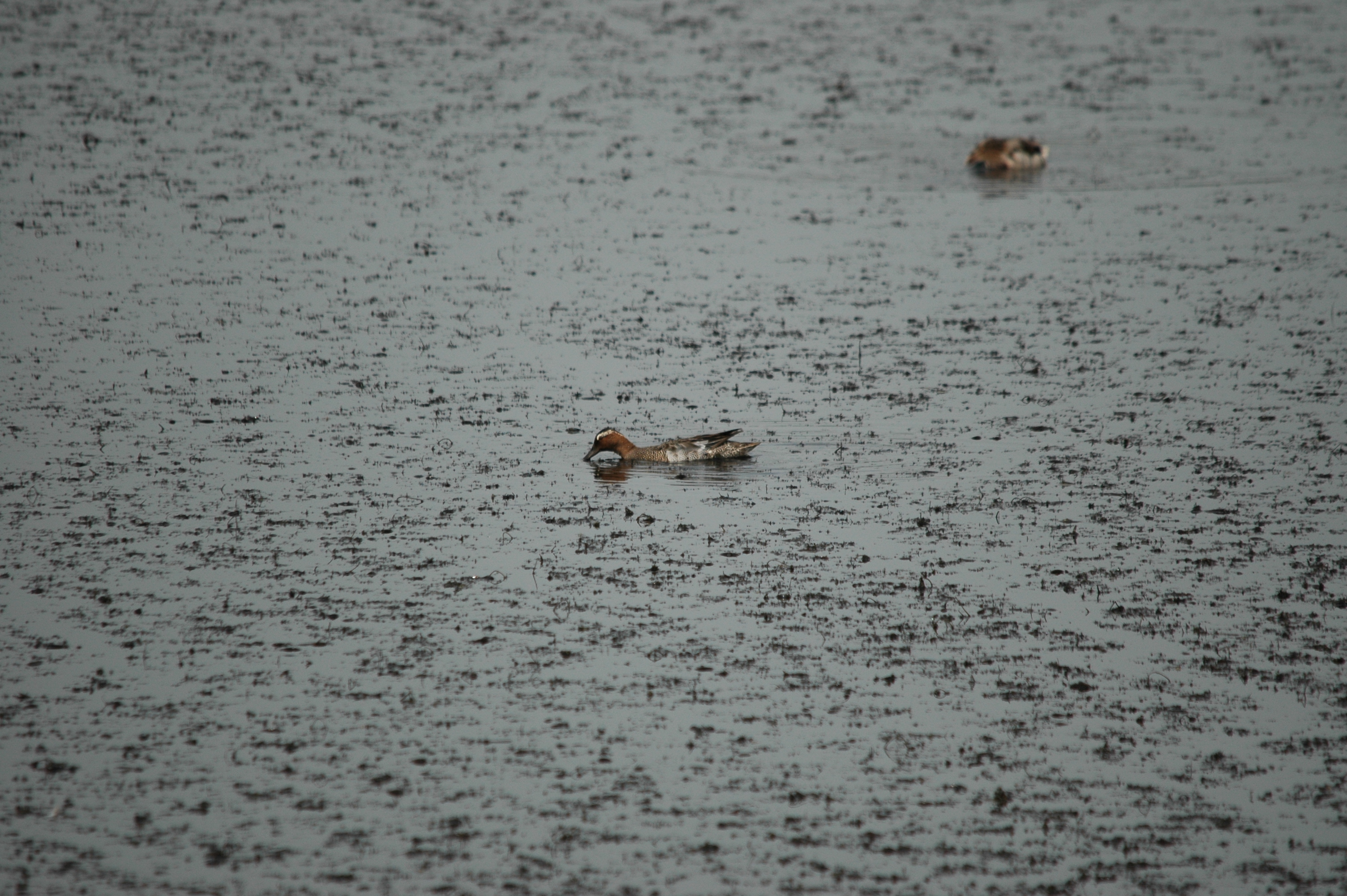 photos/wildlife/Bird_Species/029-Swans-Geese-Typical_ducks/0542-Garganey/DSC_5973.JPG
