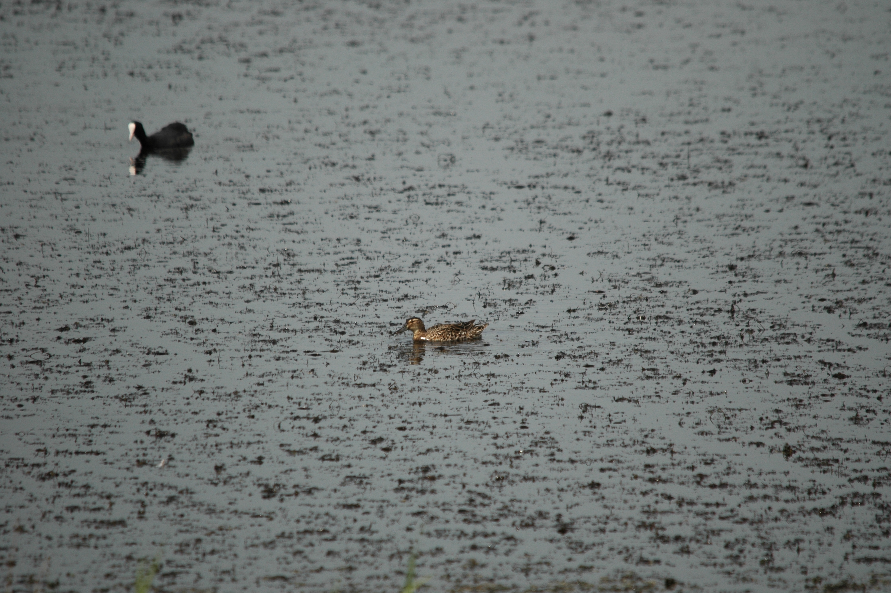 photos/wildlife/Bird_Species/029-Swans-Geese-Typical_ducks/0542-Garganey/DSC_5975.JPG