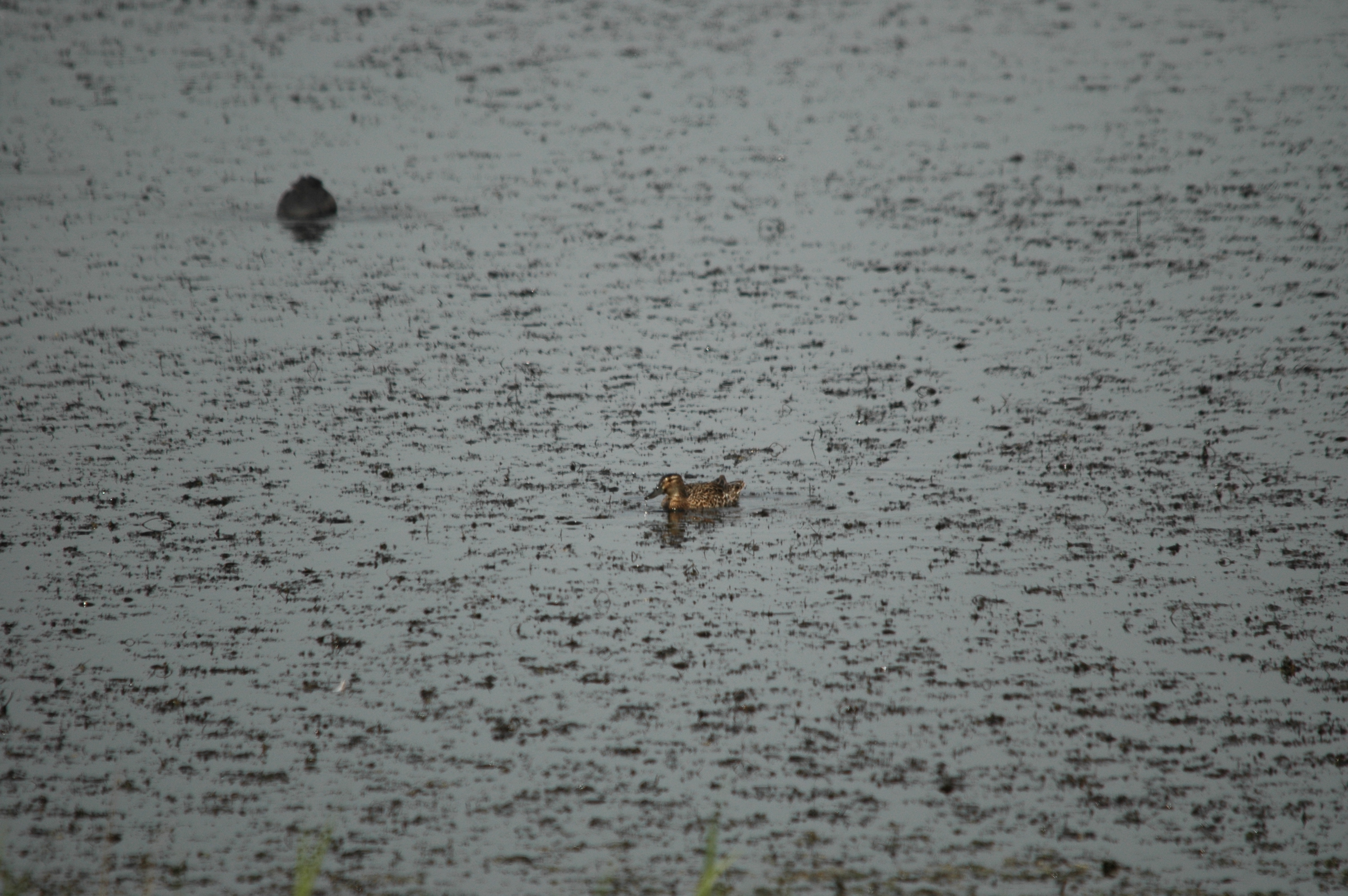 photos/wildlife/Bird_Species/029-Swans-Geese-Typical_ducks/0542-Garganey/DSC_5976.JPG