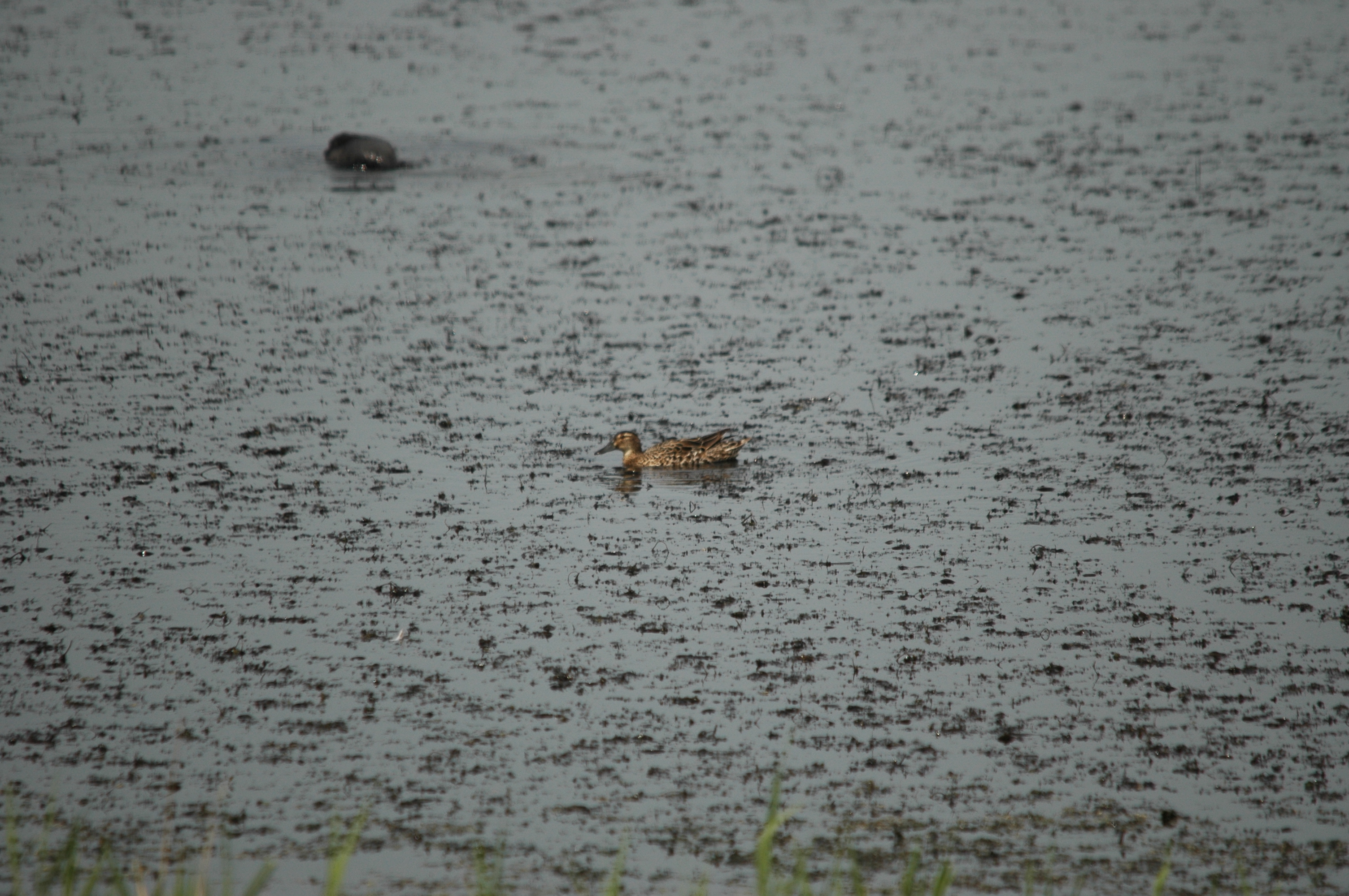 photos/wildlife/Bird_Species/029-Swans-Geese-Typical_ducks/0542-Garganey/DSC_5978.JPG