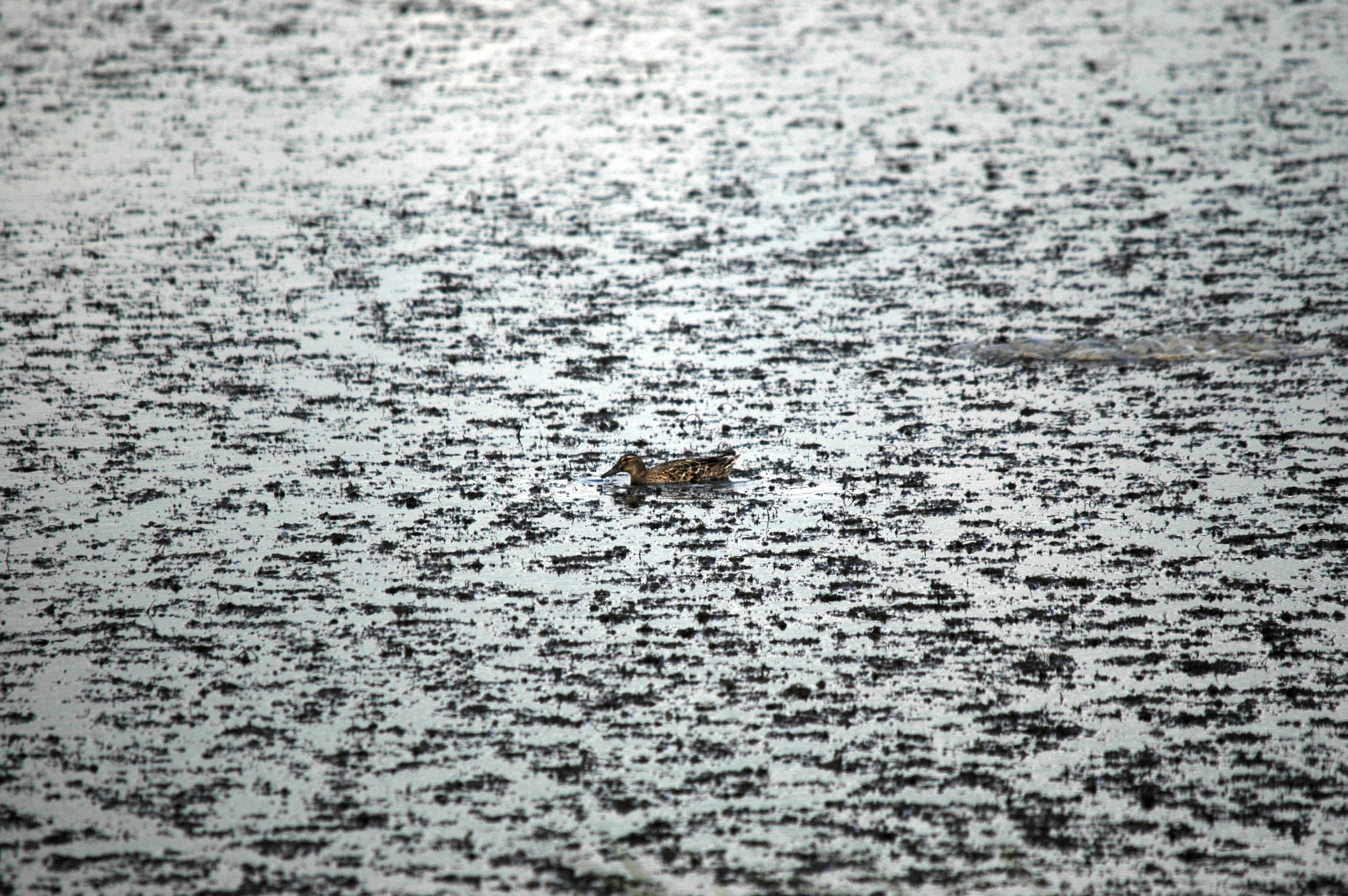 photos/wildlife/Bird_Species/029-Swans-Geese-Typical_ducks/0542-Garganey/DSC_6132.JPG