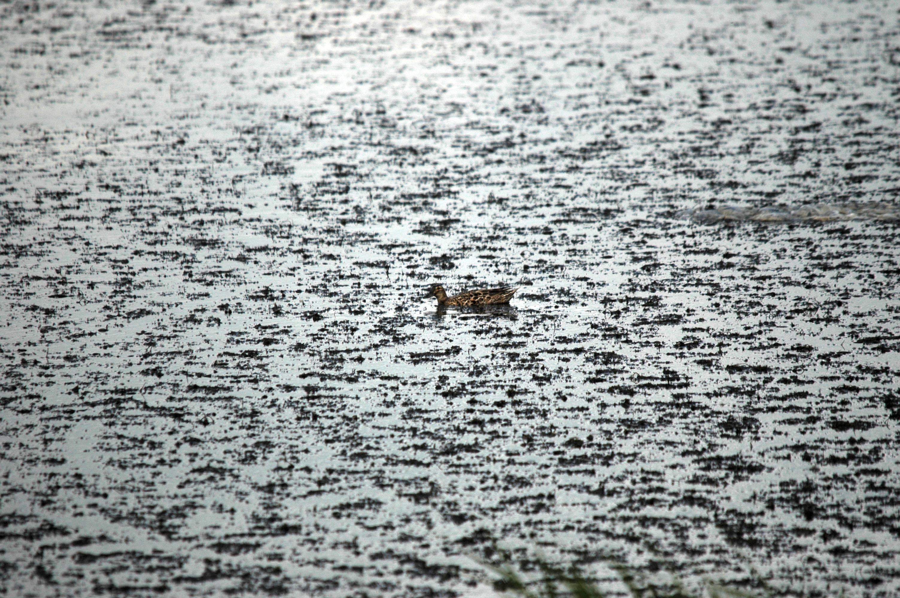photos/wildlife/Bird_Species/029-Swans-Geese-Typical_ducks/0542-Garganey/DSC_6135.JPG