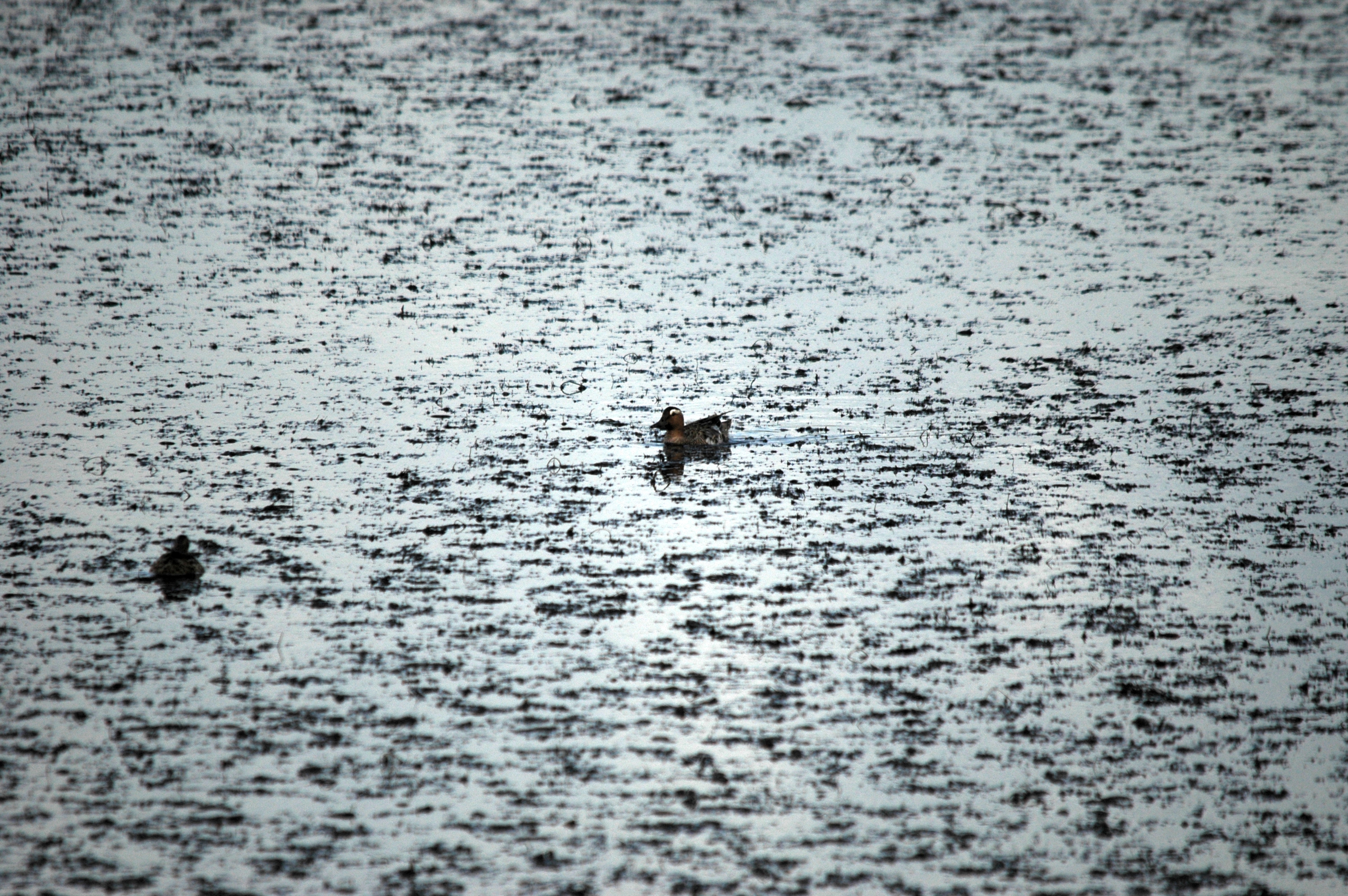 photos/wildlife/Bird_Species/029-Swans-Geese-Typical_ducks/0542-Garganey/DSC_6136.JPG