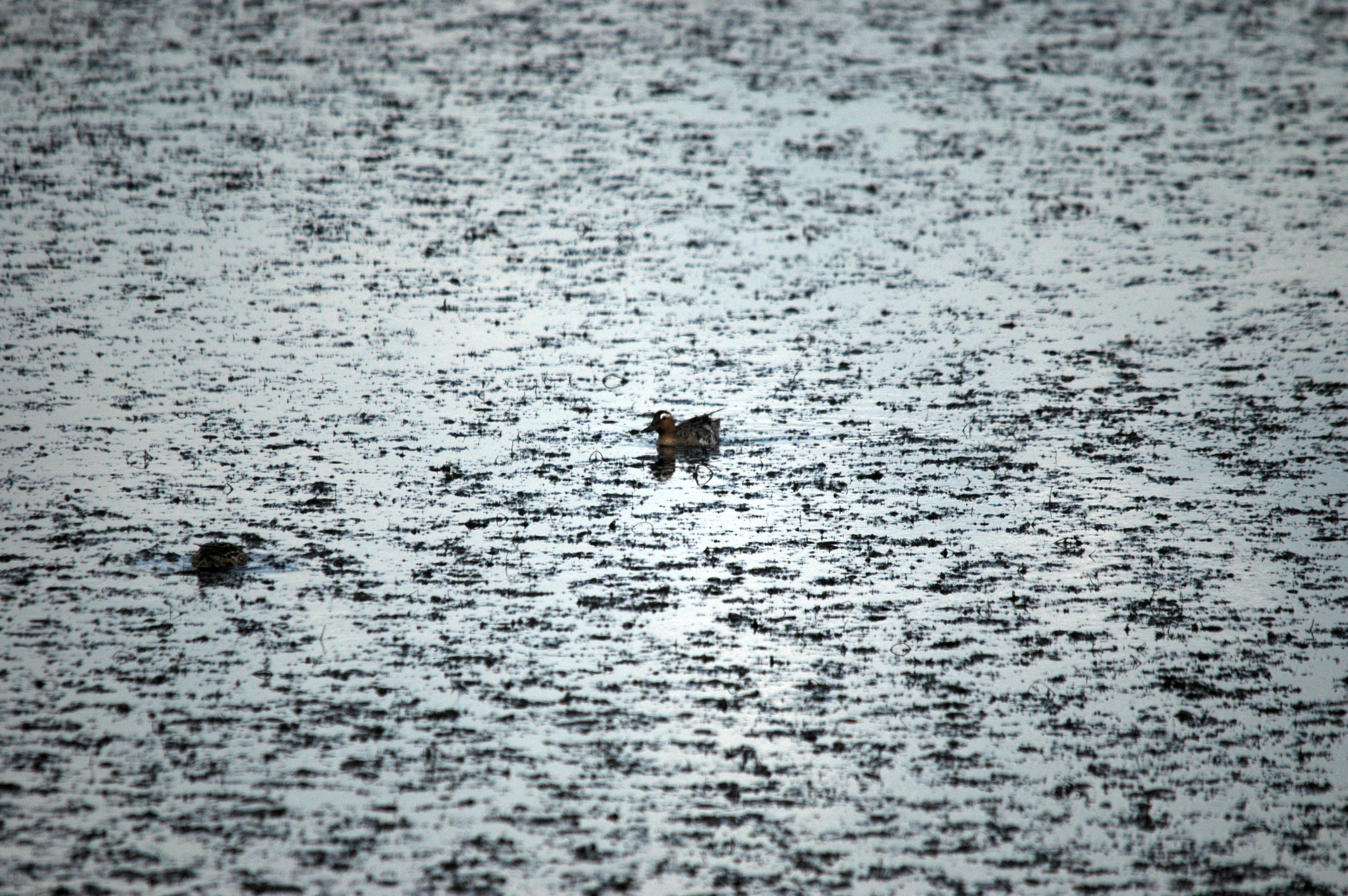 photos/wildlife/Bird_Species/029-Swans-Geese-Typical_ducks/0542-Garganey/DSC_6137.JPG