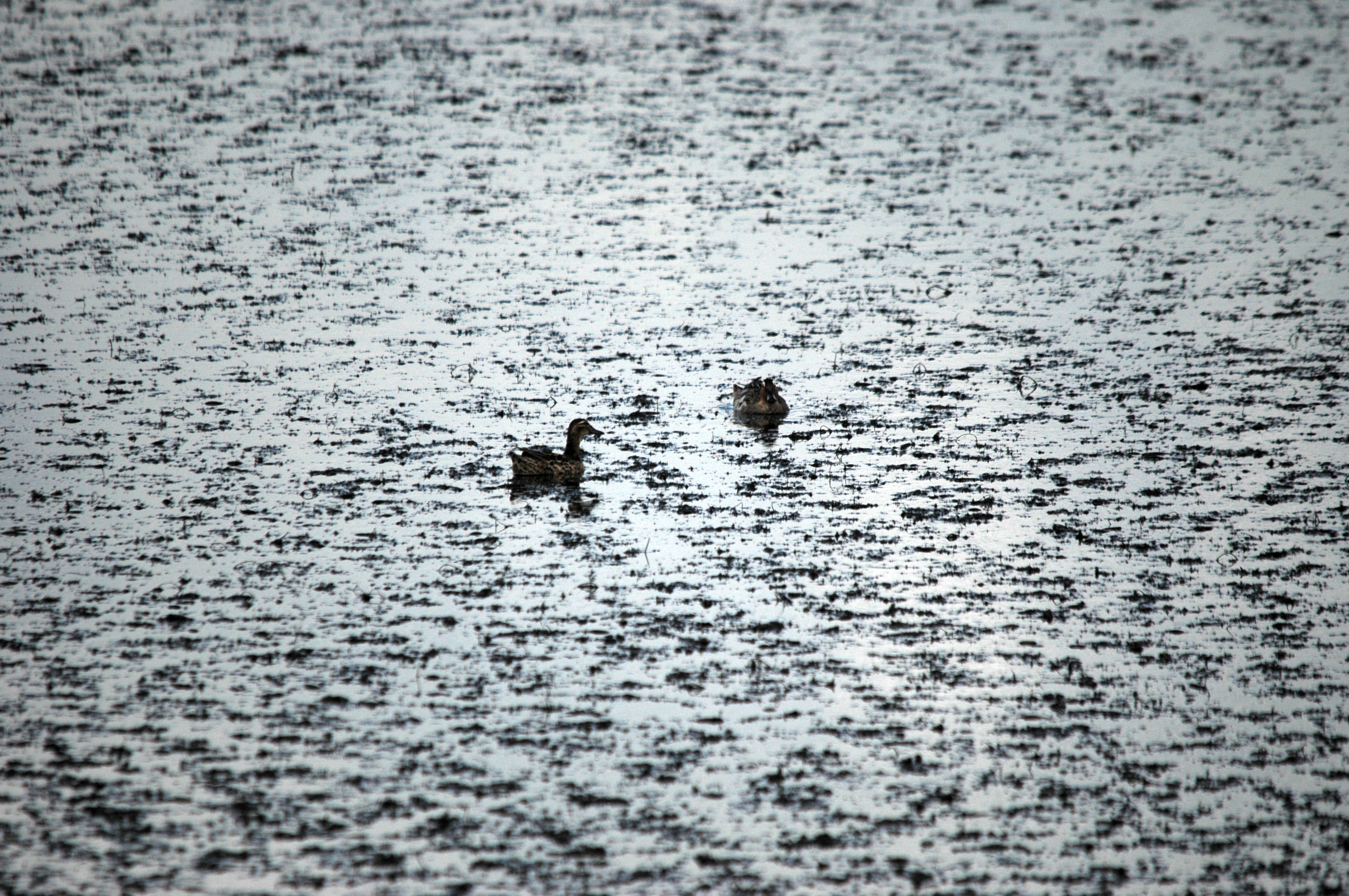 photos/wildlife/Bird_Species/029-Swans-Geese-Typical_ducks/0542-Garganey/DSC_6138.JPG