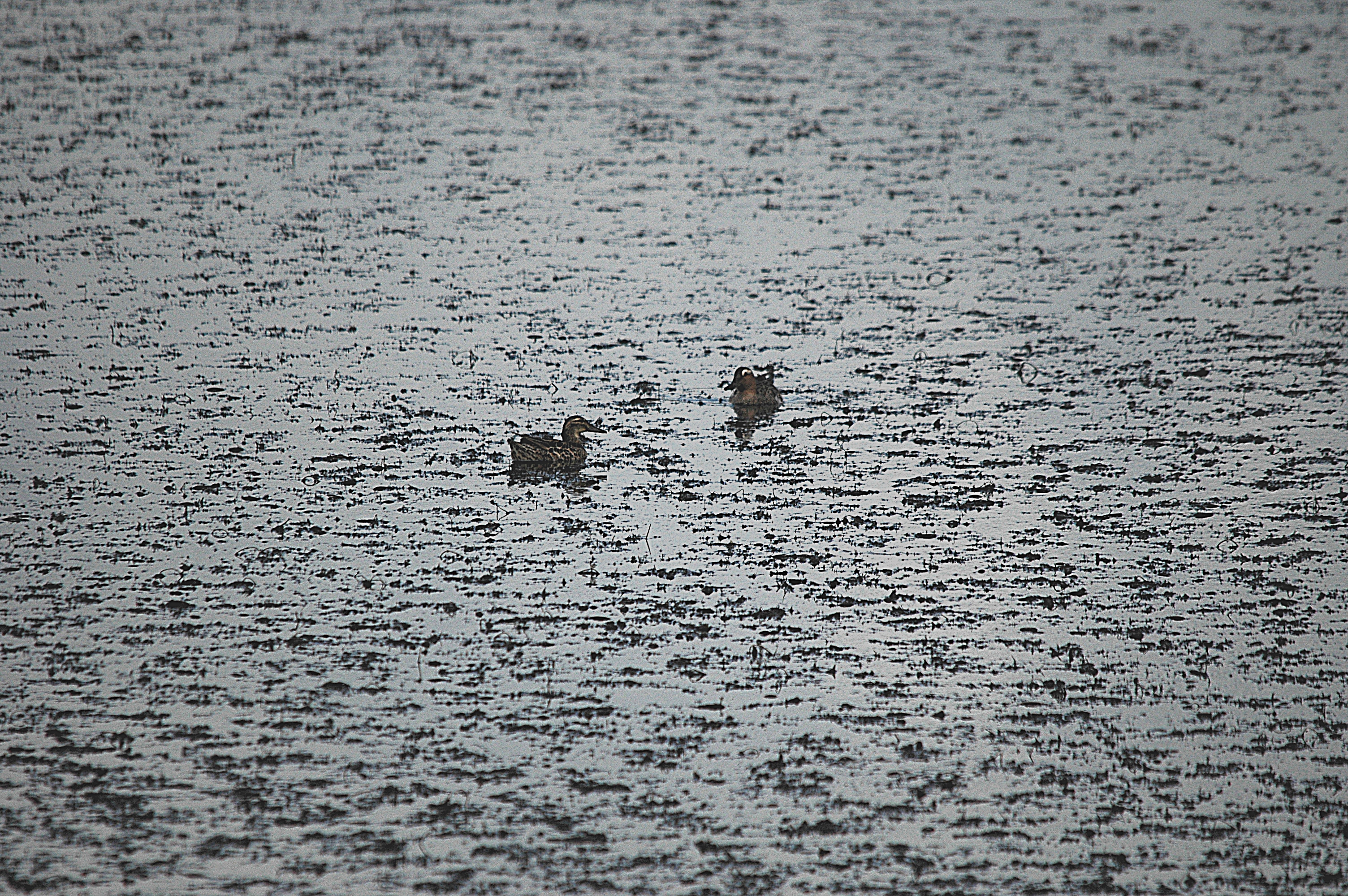 photos/wildlife/Bird_Species/029-Swans-Geese-Typical_ducks/0542-Garganey/DSC_6139.JPG