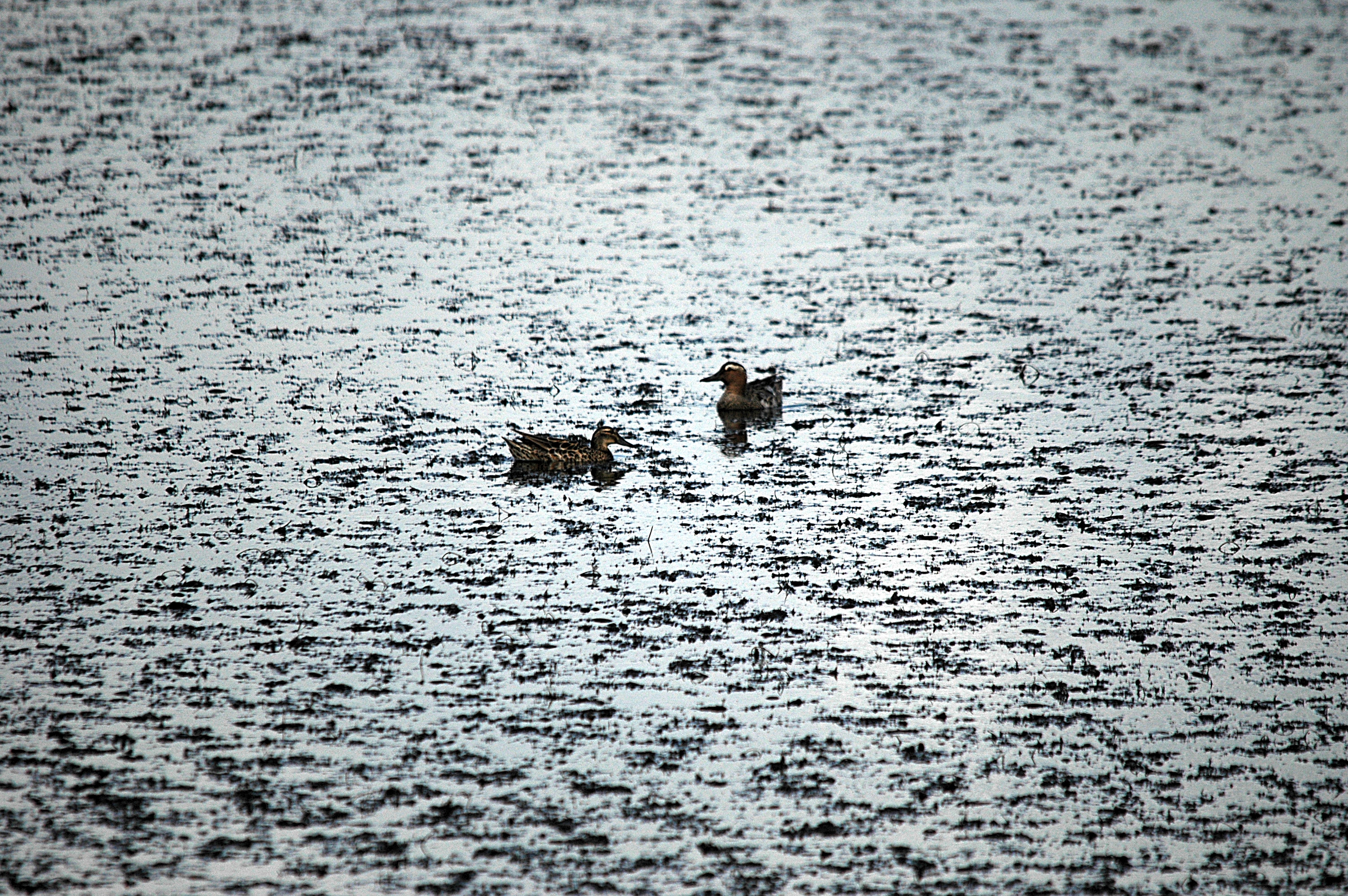 photos/wildlife/Bird_Species/029-Swans-Geese-Typical_ducks/0542-Garganey/DSC_6140.JPG