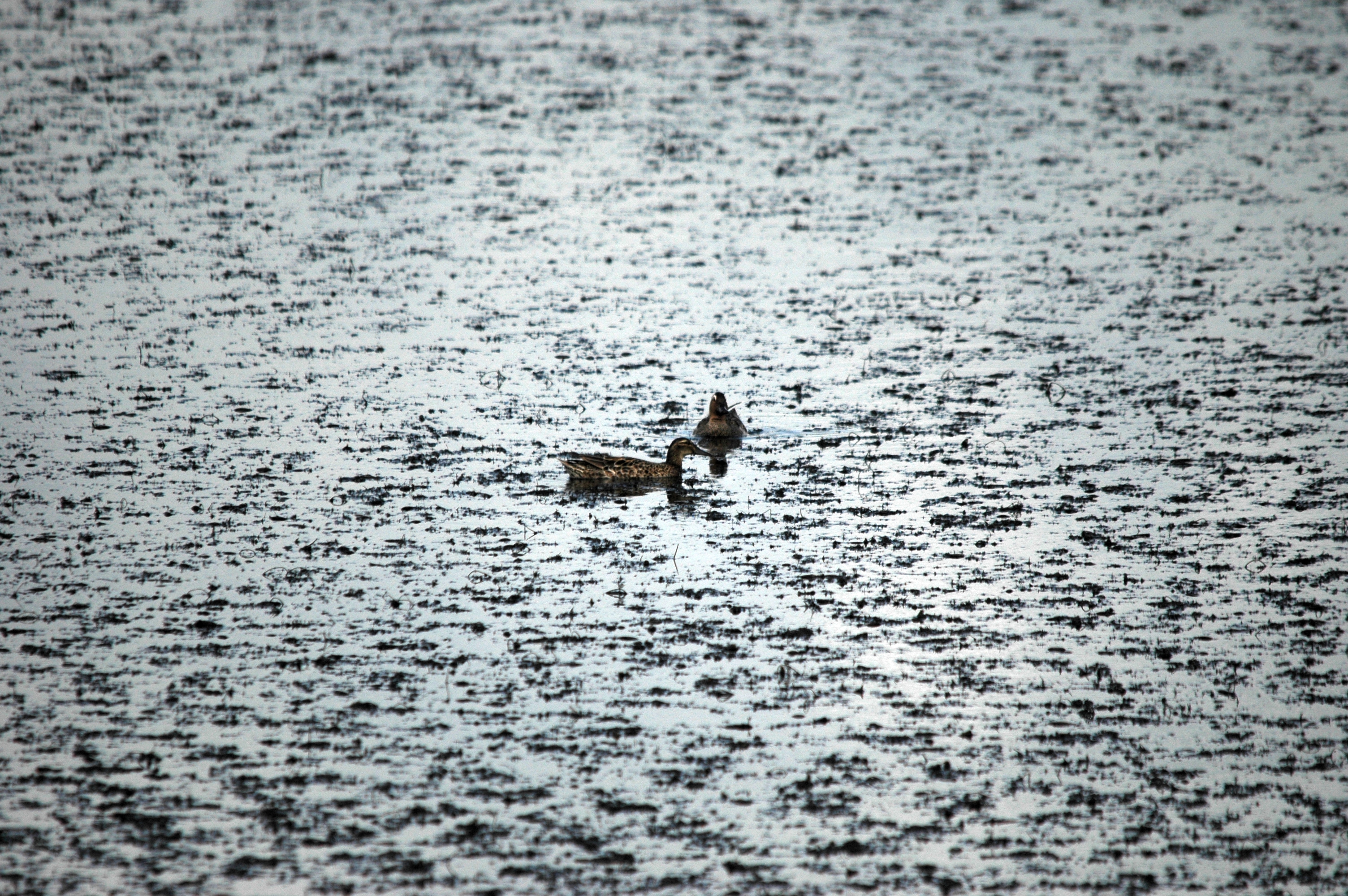 photos/wildlife/Bird_Species/029-Swans-Geese-Typical_ducks/0542-Garganey/DSC_6141.JPG