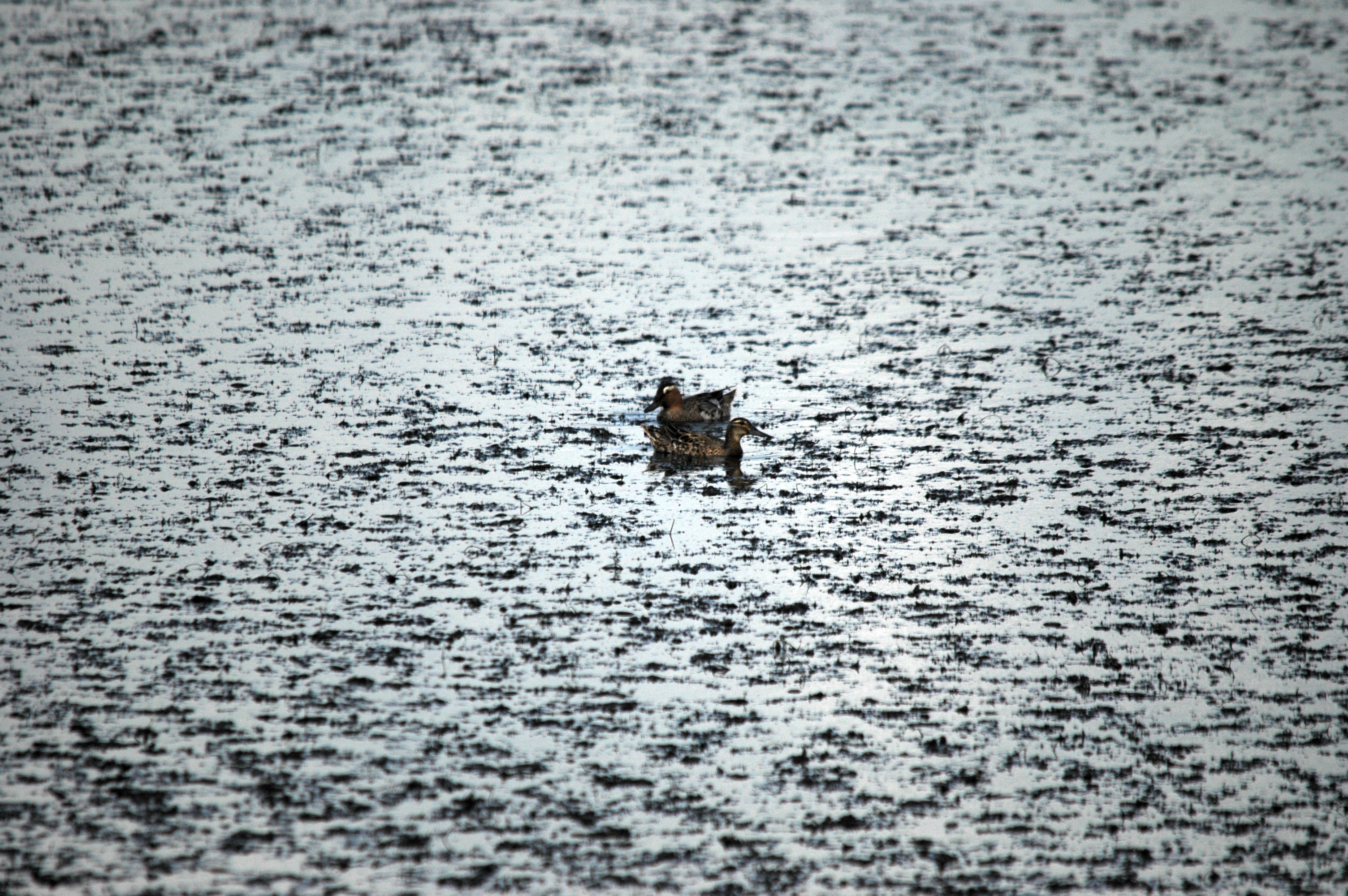 photos/wildlife/Bird_Species/029-Swans-Geese-Typical_ducks/0542-Garganey/DSC_6142.JPG