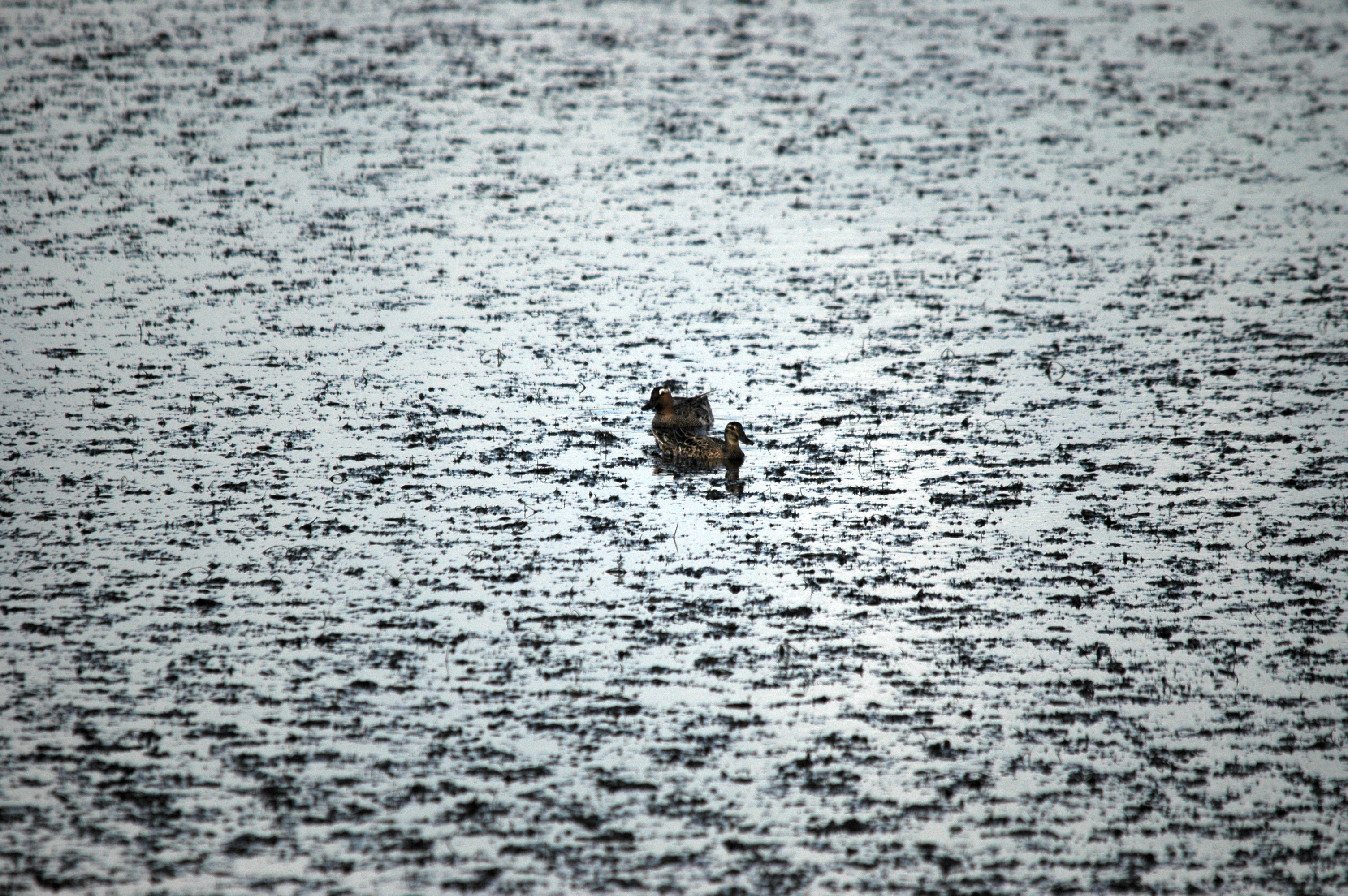 photos/wildlife/Bird_Species/029-Swans-Geese-Typical_ducks/0542-Garganey/DSC_6143.JPG