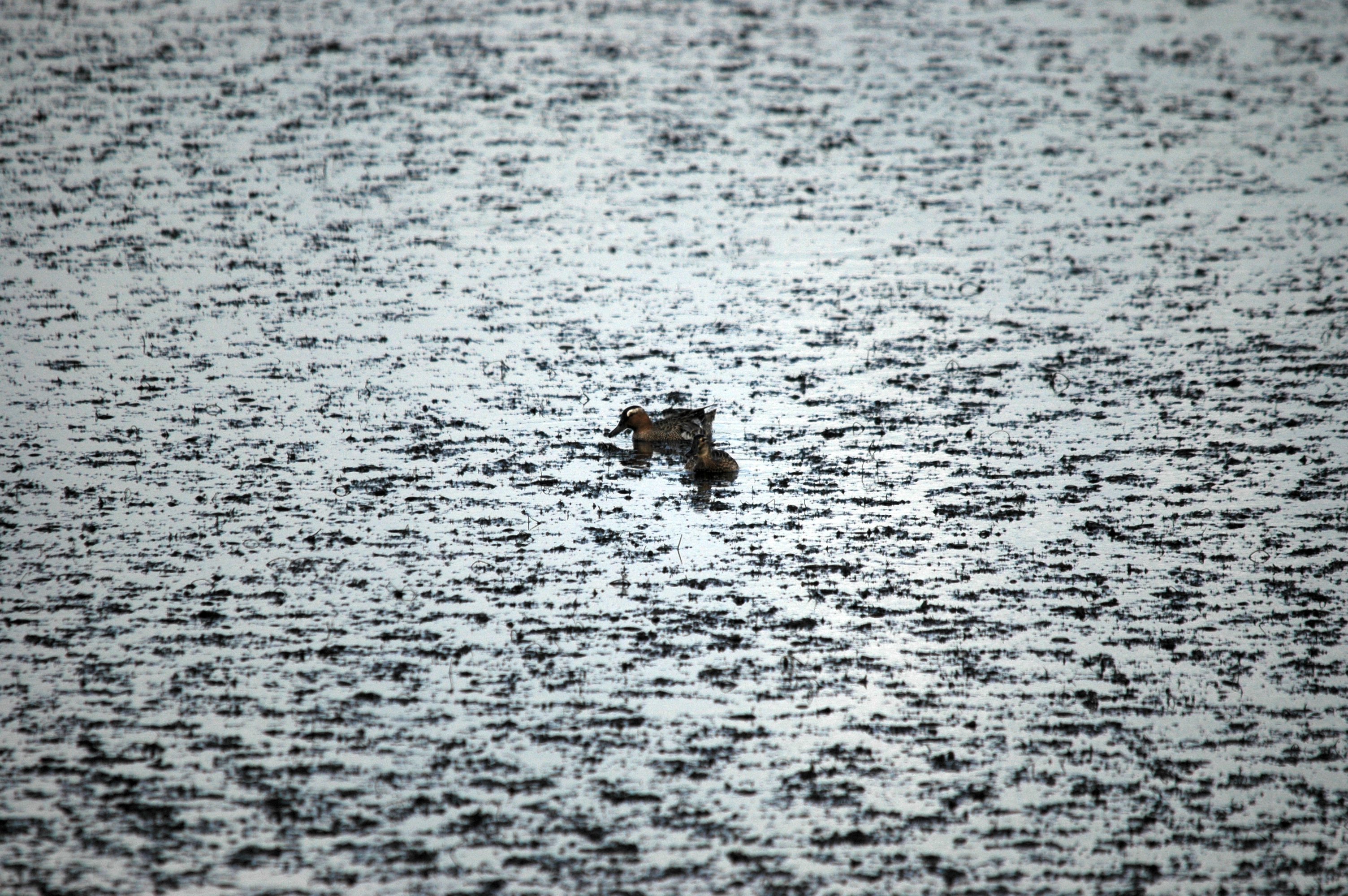 photos/wildlife/Bird_Species/029-Swans-Geese-Typical_ducks/0542-Garganey/DSC_6144.JPG