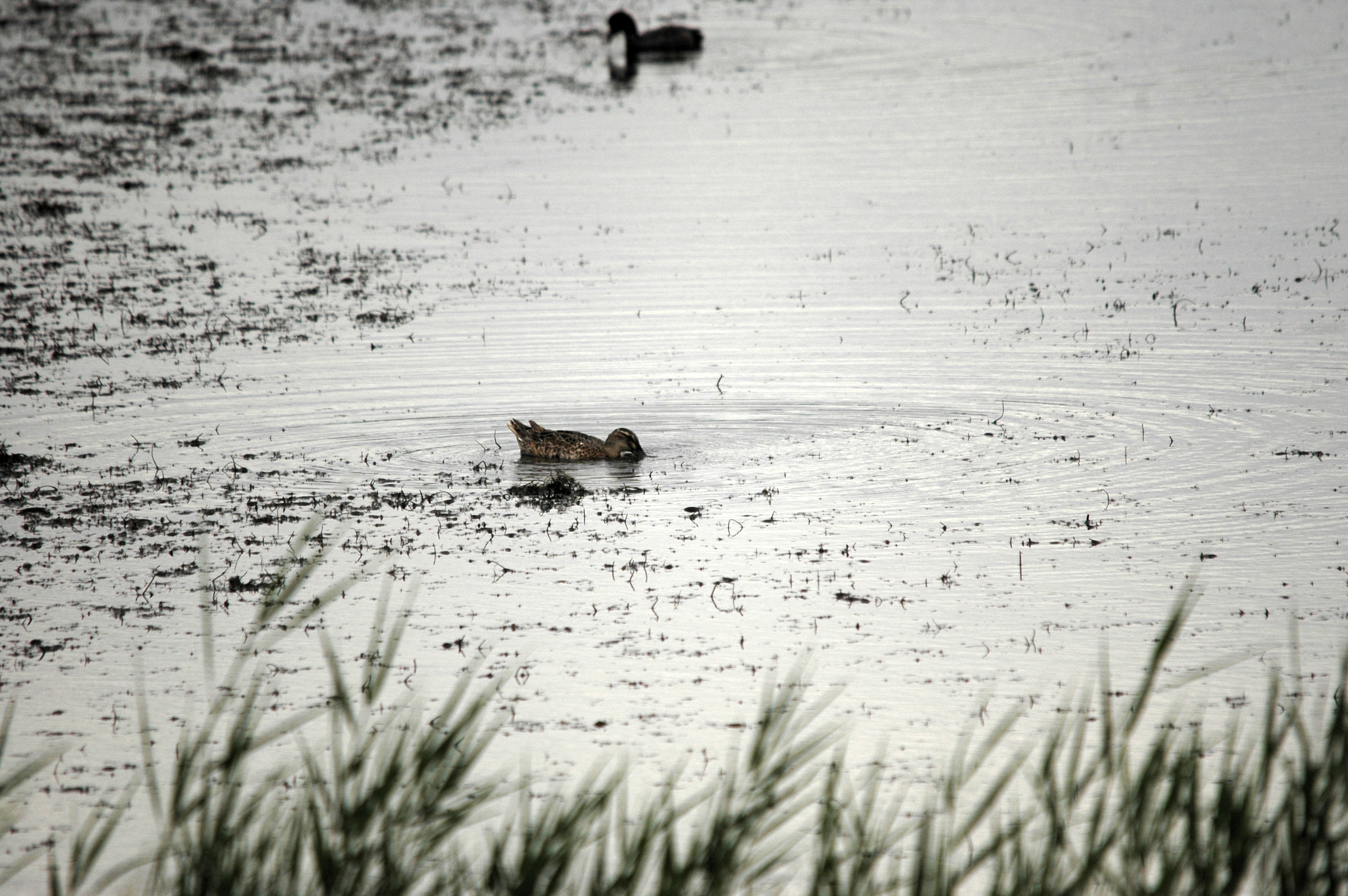 photos/wildlife/Bird_Species/029-Swans-Geese-Typical_ducks/0542-Garganey/DSC_6990.JPG