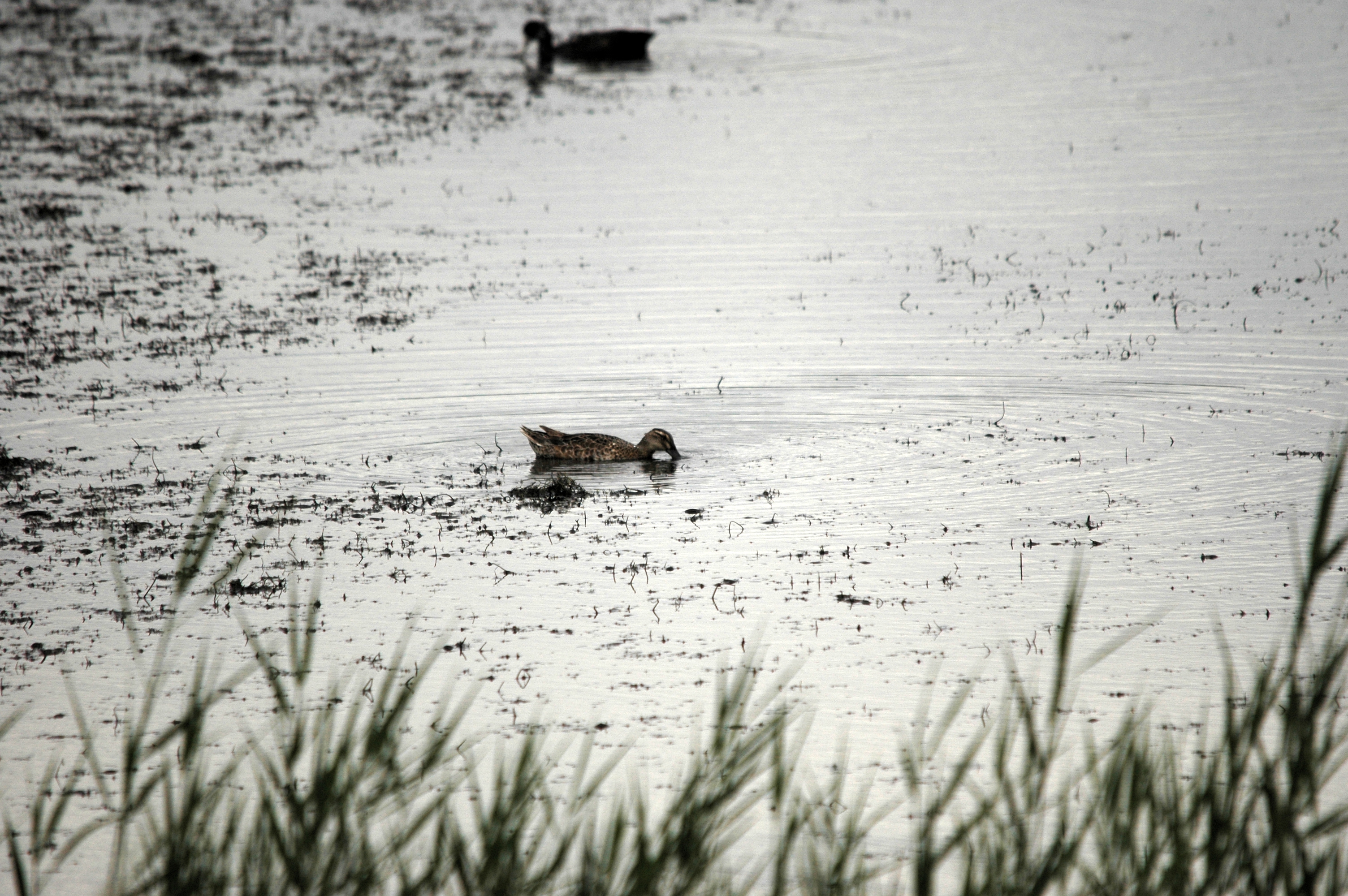 photos/wildlife/Bird_Species/029-Swans-Geese-Typical_ducks/0542-Garganey/DSC_6991.JPG
