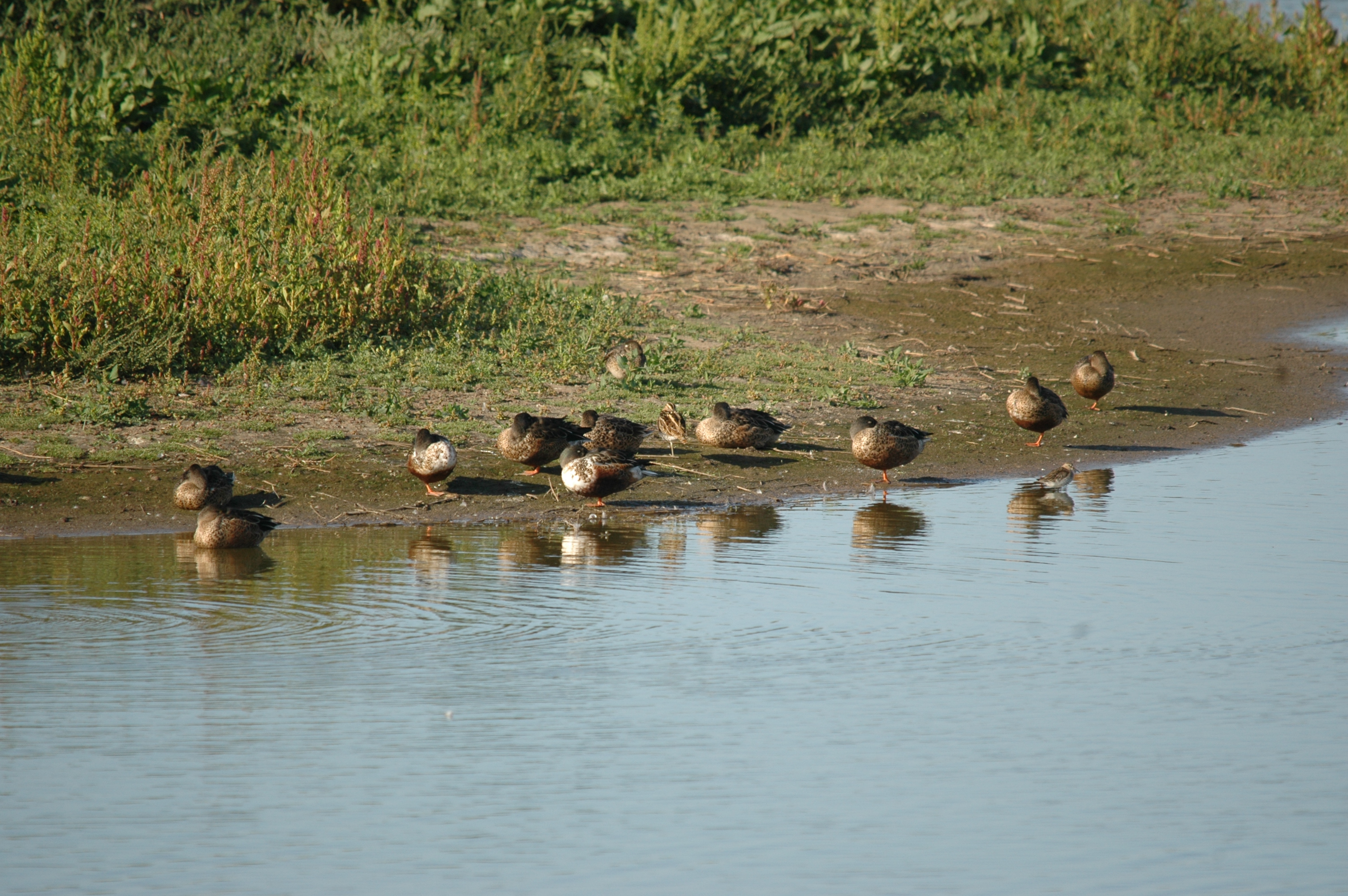 photos/wildlife/Bird_Species/029-Swans-Geese-Typical_ducks/0548-Northern_Shoveler/20090909-Blacktoft-01.jpg