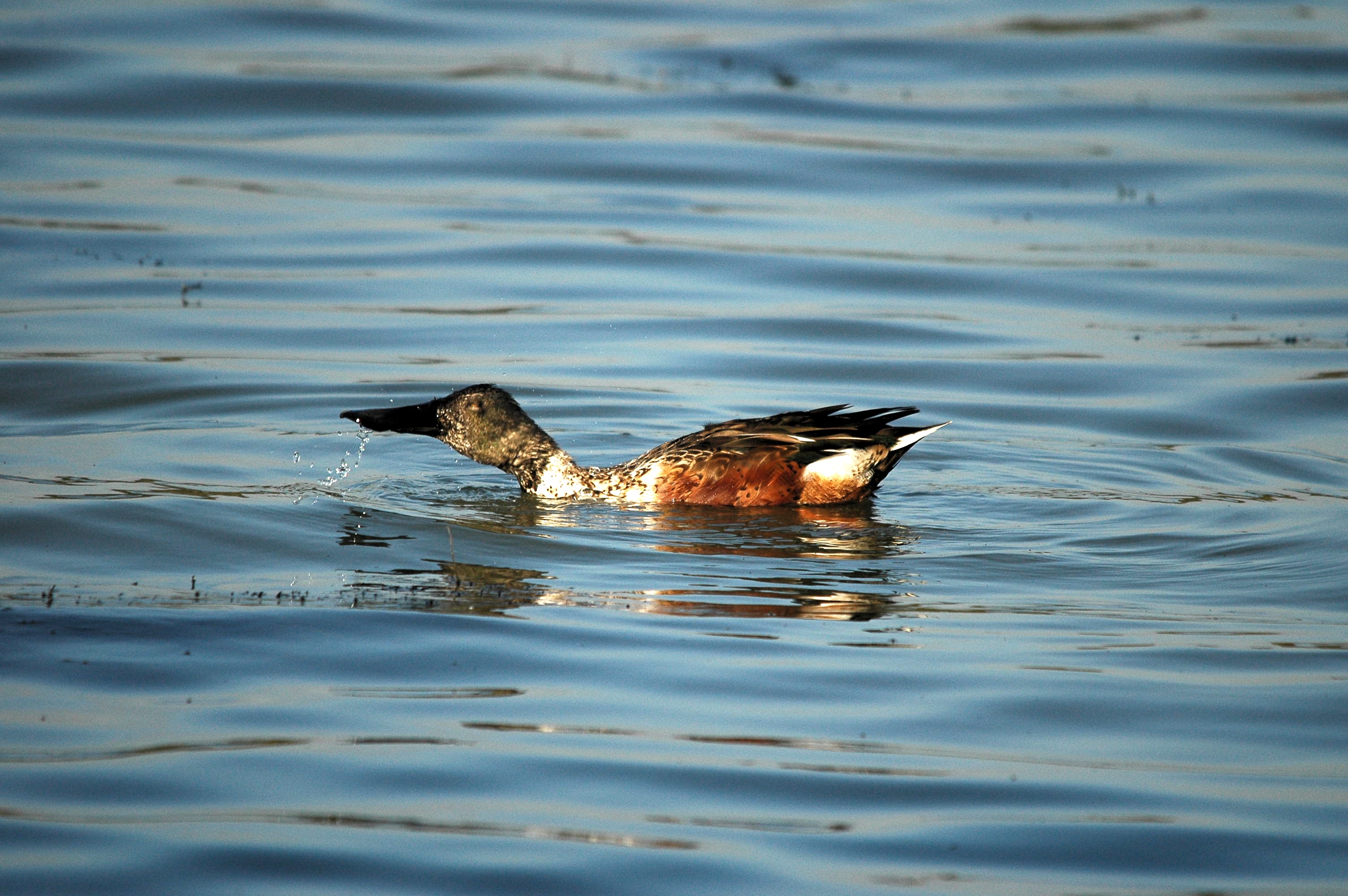 photos/wildlife/Bird_Species/029-Swans-Geese-Typical_ducks/0548-Northern_Shoveler/DSC_3579.JPG