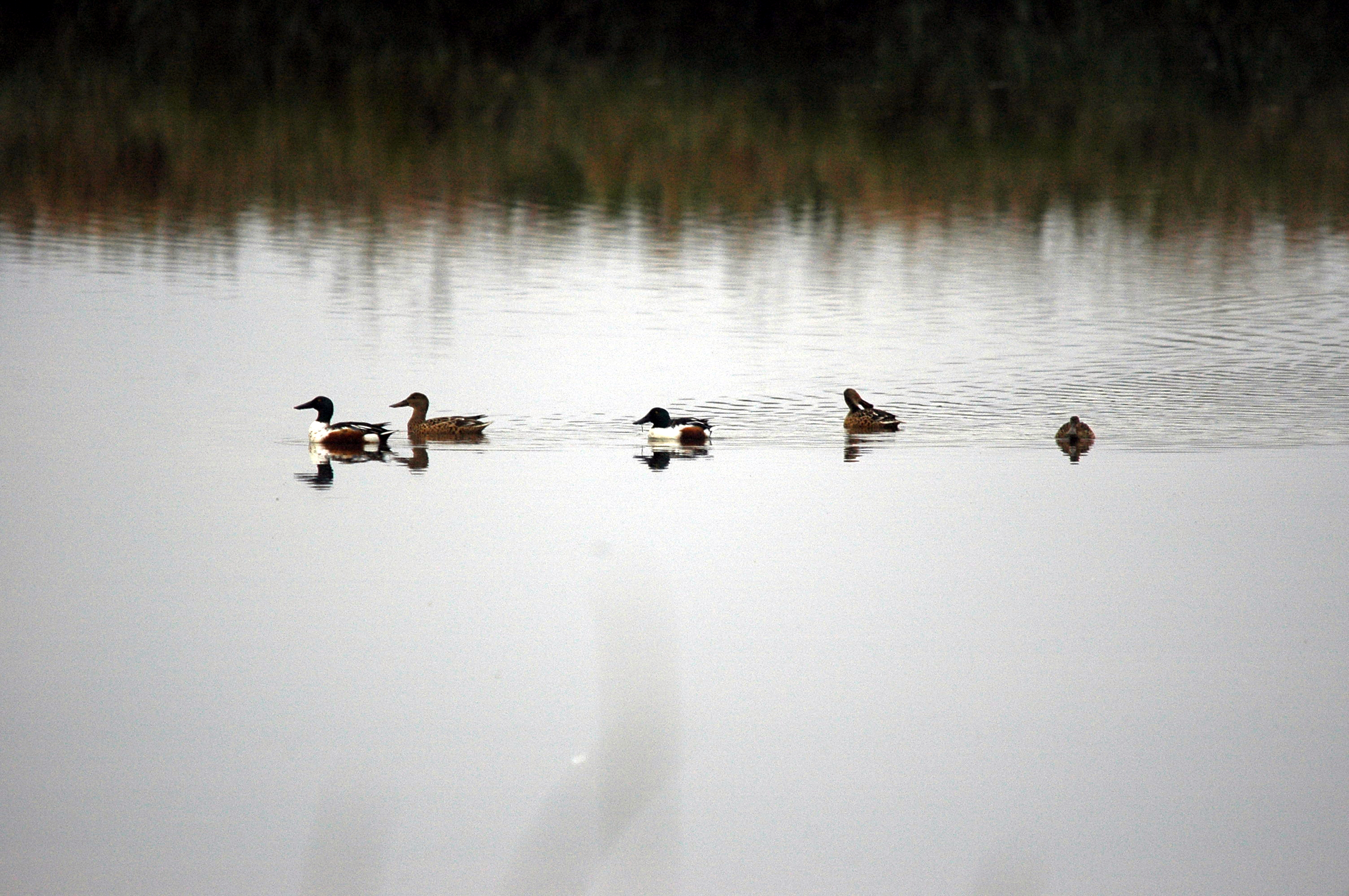 photos/wildlife/Bird_Species/029-Swans-Geese-Typical_ducks/0548-Northern_Shoveler/DSC_3656.JPG