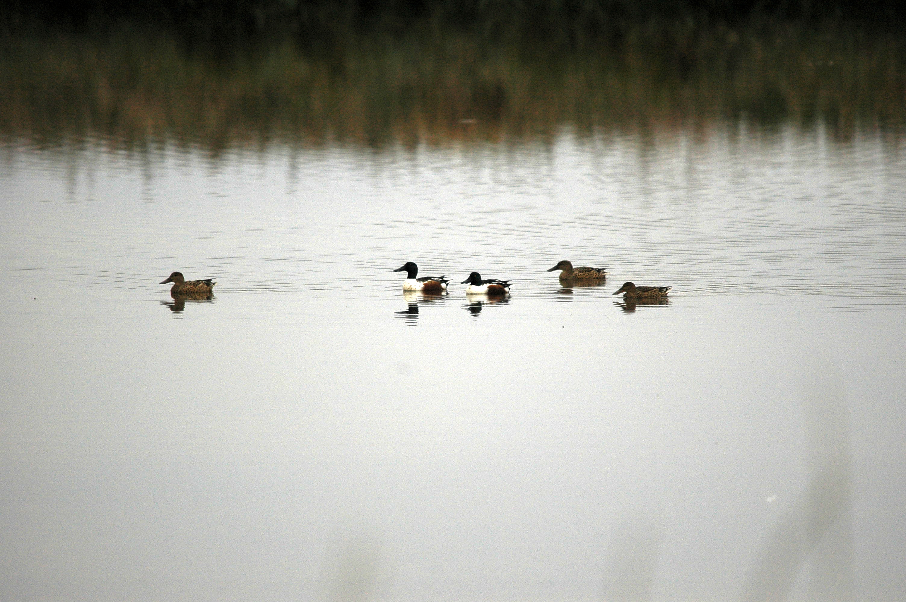 photos/wildlife/Bird_Species/029-Swans-Geese-Typical_ducks/0548-Northern_Shoveler/DSC_3658.JPG