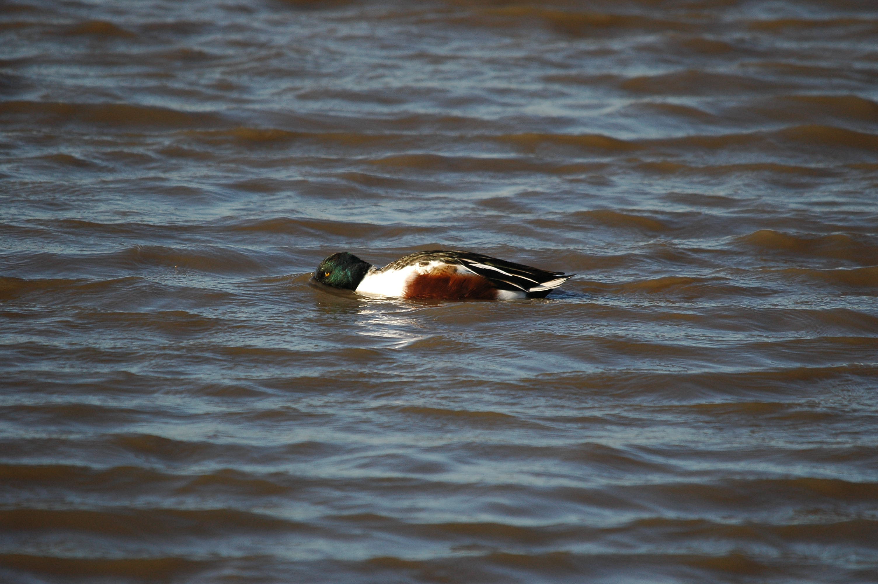 photos/wildlife/Bird_Species/029-Swans-Geese-Typical_ducks/0548-Northern_Shoveler/DSC_3669.JPG