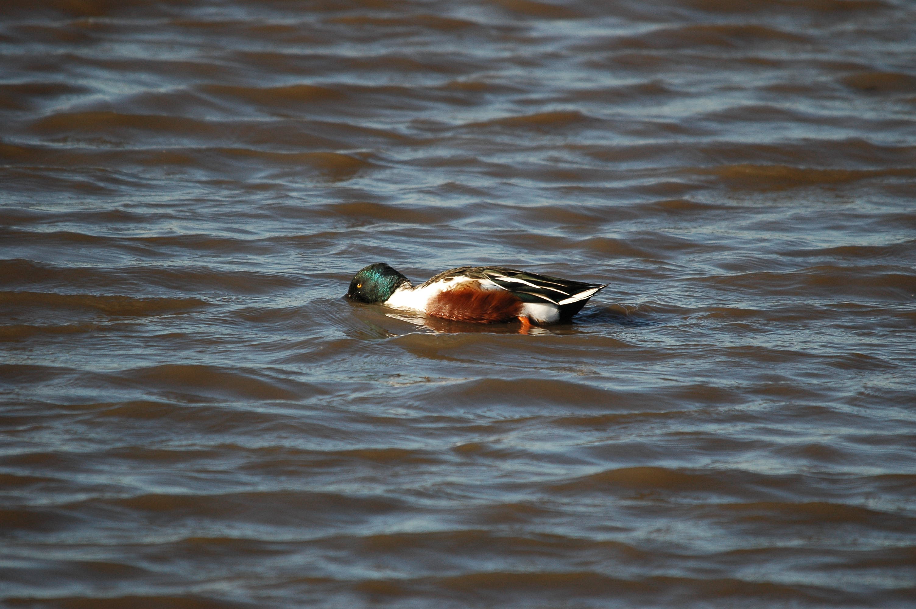 photos/wildlife/Bird_Species/029-Swans-Geese-Typical_ducks/0548-Northern_Shoveler/DSC_3670.JPG
