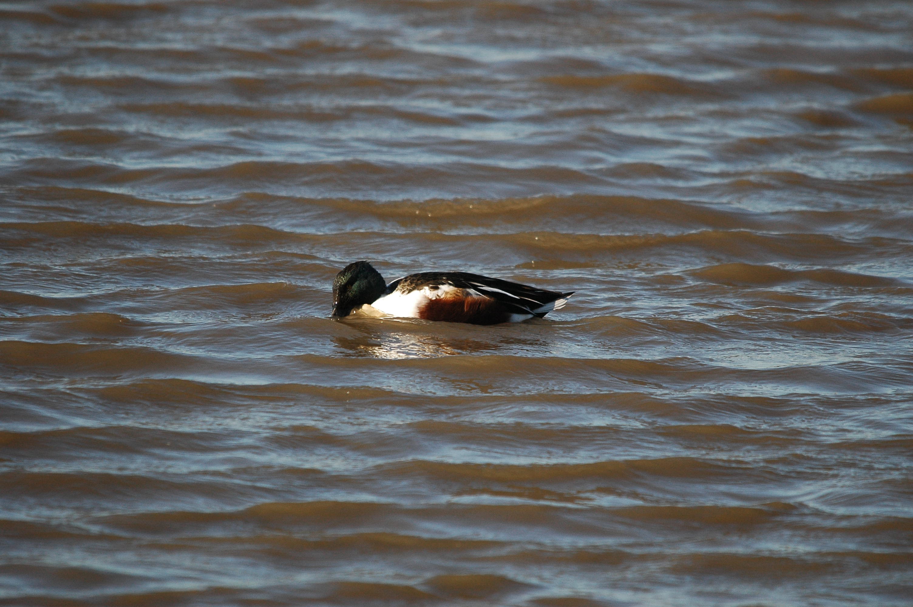 photos/wildlife/Bird_Species/029-Swans-Geese-Typical_ducks/0548-Northern_Shoveler/DSC_3671.JPG