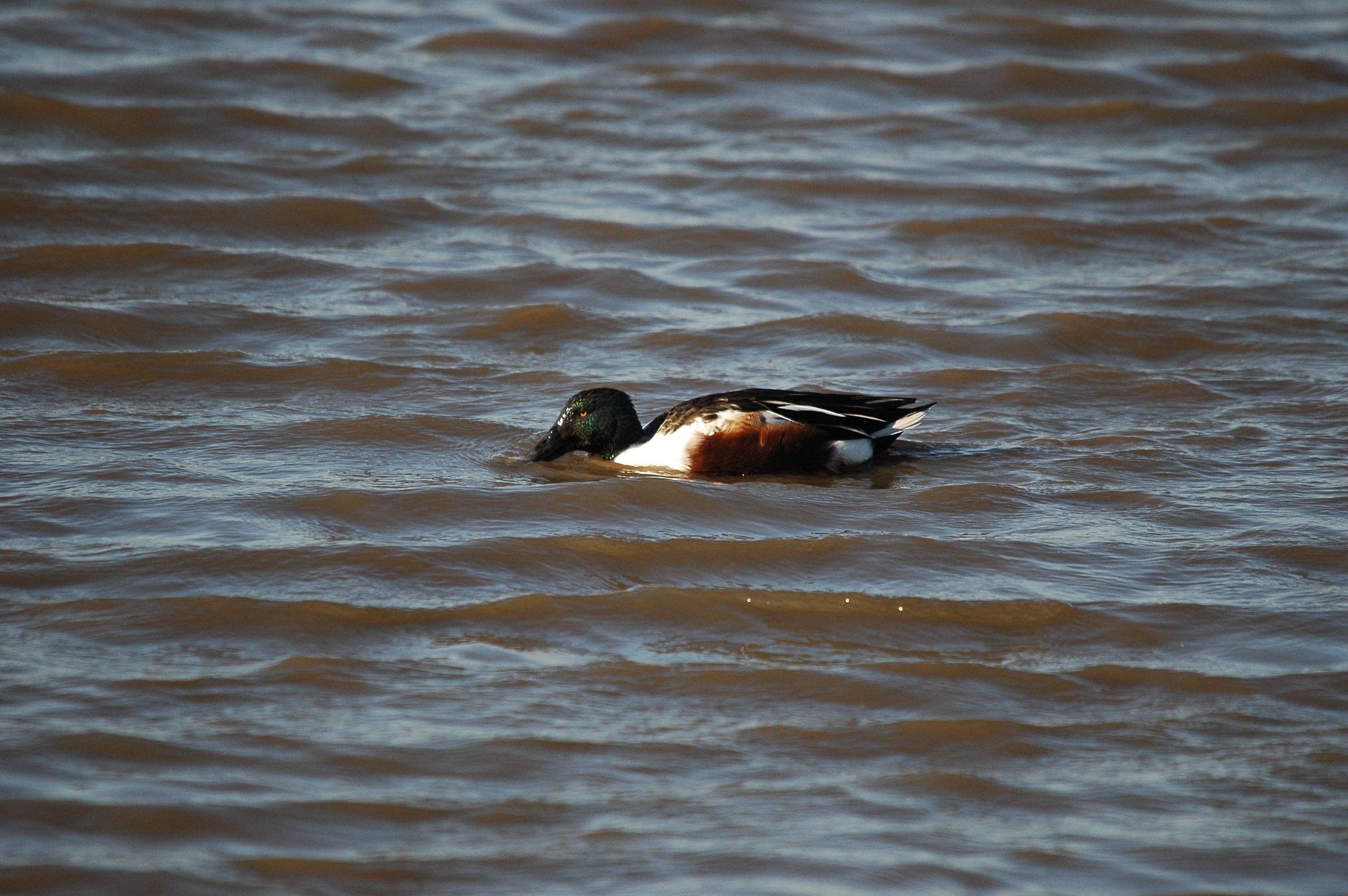 photos/wildlife/Bird_Species/029-Swans-Geese-Typical_ducks/0548-Northern_Shoveler/DSC_3672.JPG