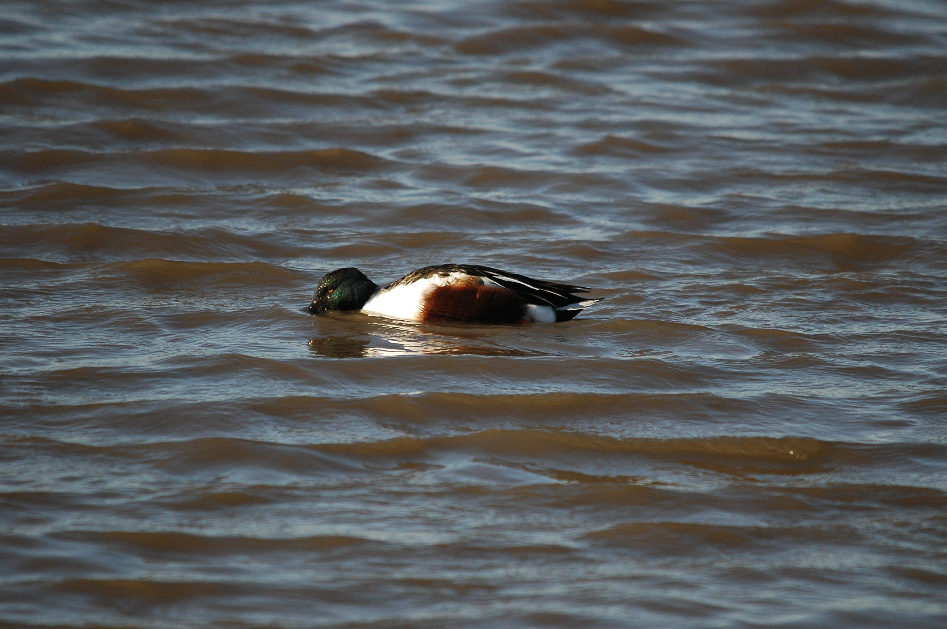 photos/wildlife/Bird_Species/029-Swans-Geese-Typical_ducks/0548-Northern_Shoveler/DSC_3673.JPG