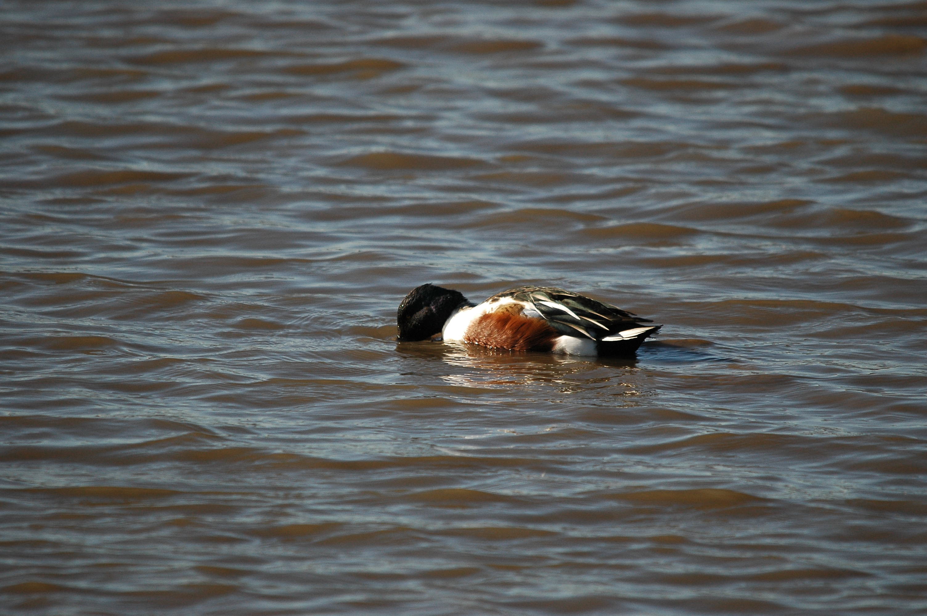 photos/wildlife/Bird_Species/029-Swans-Geese-Typical_ducks/0548-Northern_Shoveler/DSC_3681.JPG