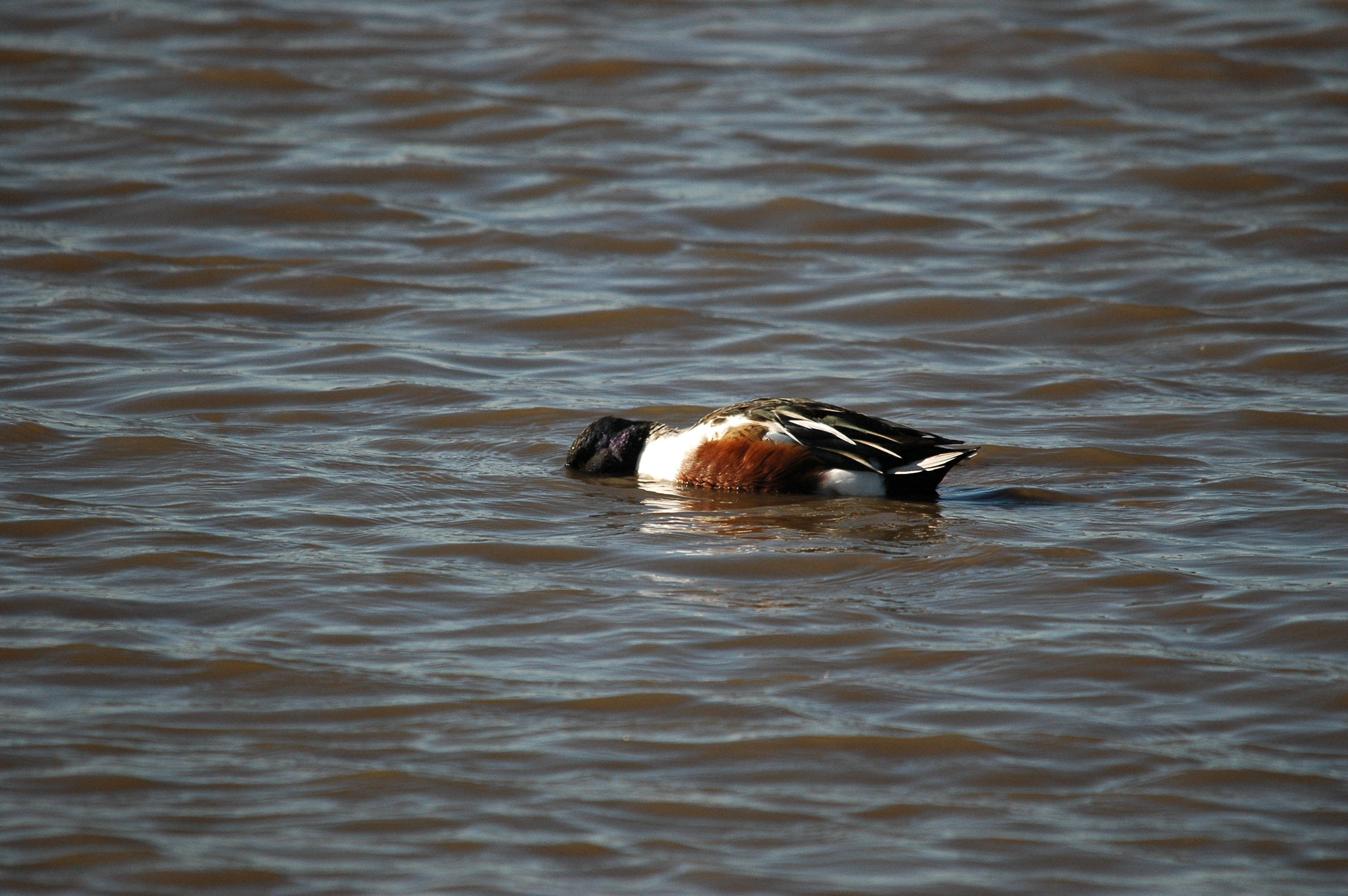 photos/wildlife/Bird_Species/029-Swans-Geese-Typical_ducks/0548-Northern_Shoveler/DSC_3682.JPG