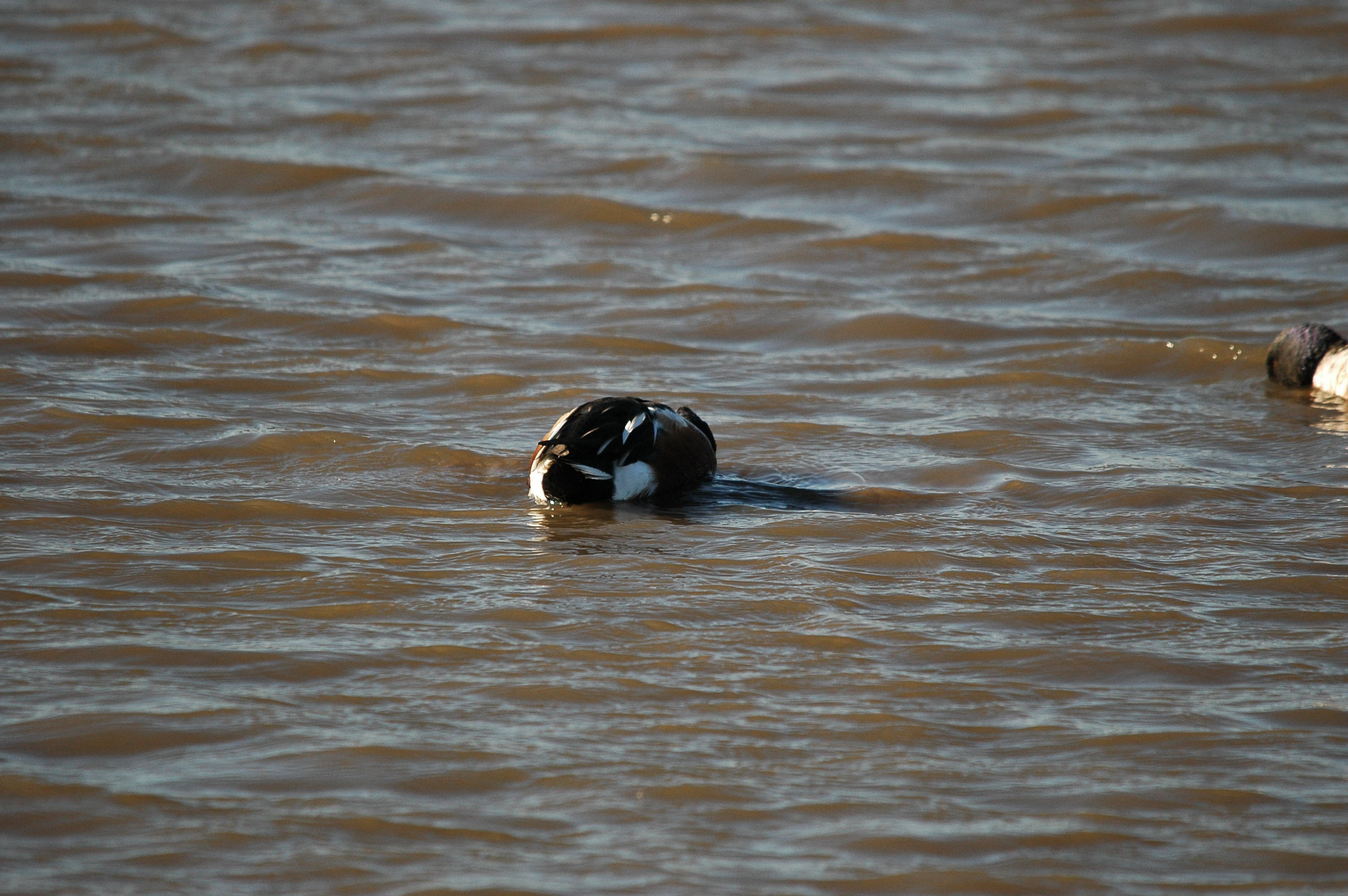 photos/wildlife/Bird_Species/029-Swans-Geese-Typical_ducks/0548-Northern_Shoveler/DSC_3683.JPG