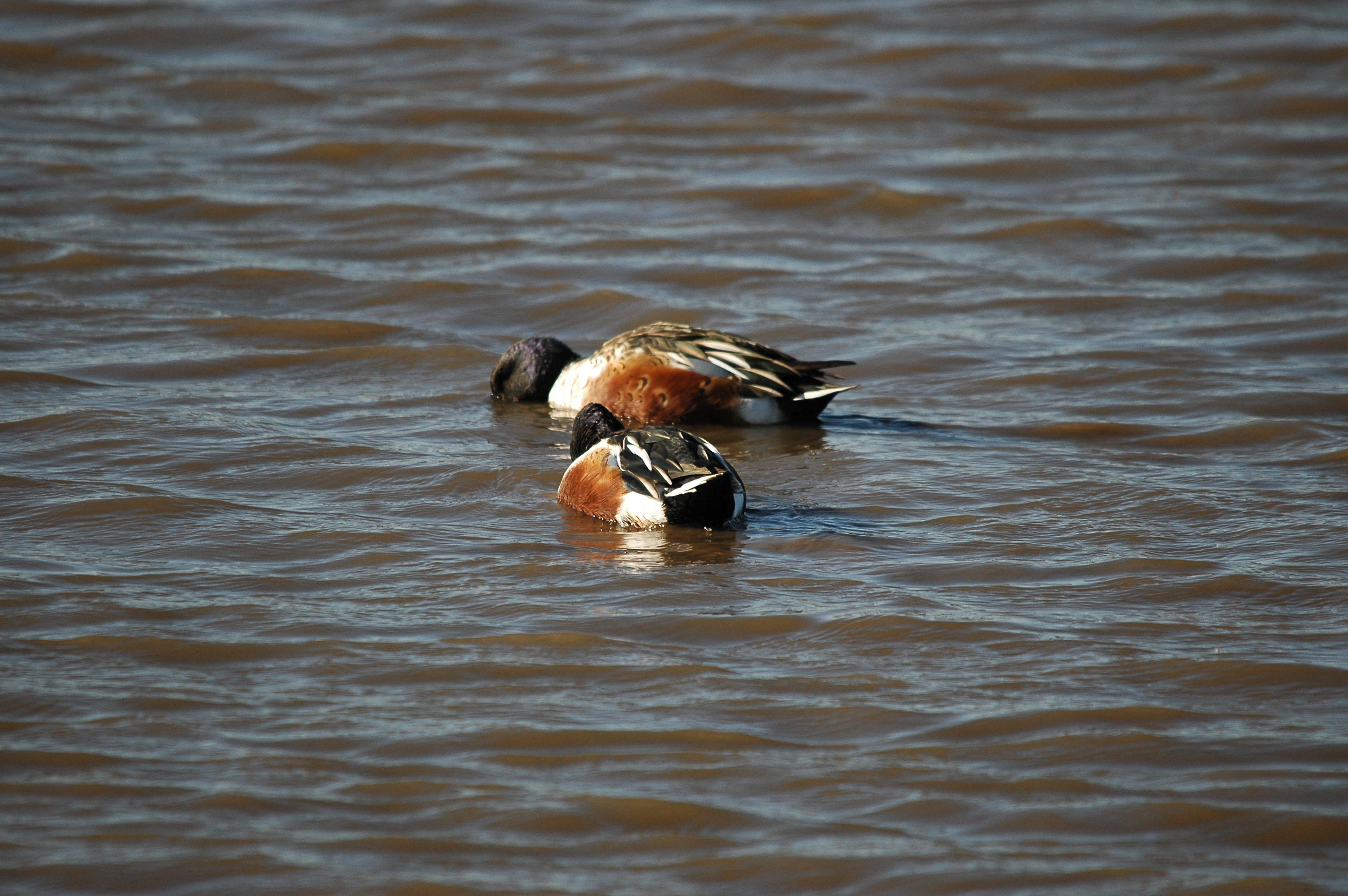 photos/wildlife/Bird_Species/029-Swans-Geese-Typical_ducks/0548-Northern_Shoveler/DSC_3684.JPG