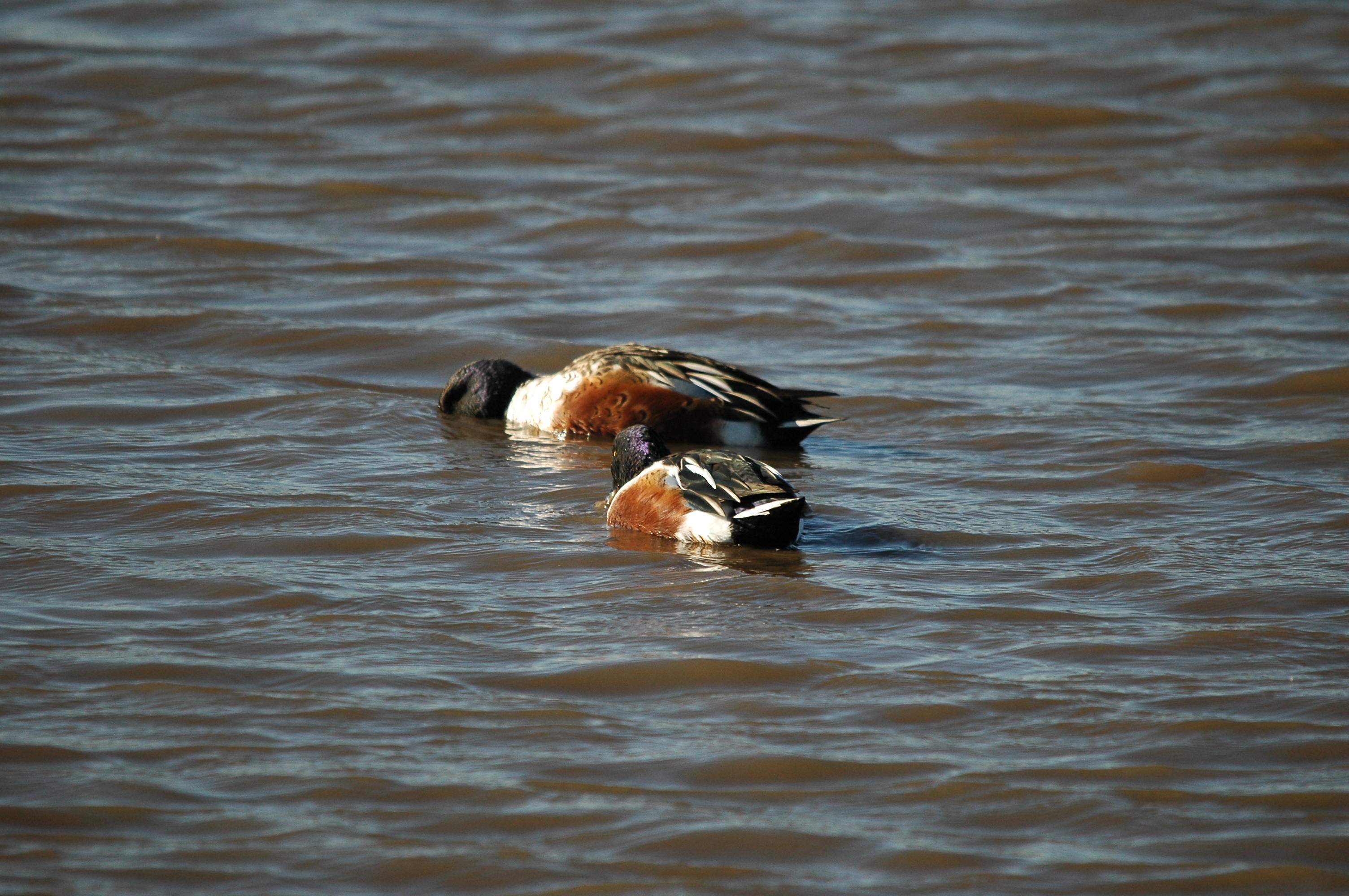 photos/wildlife/Bird_Species/029-Swans-Geese-Typical_ducks/0548-Northern_Shoveler/DSC_3685.JPG
