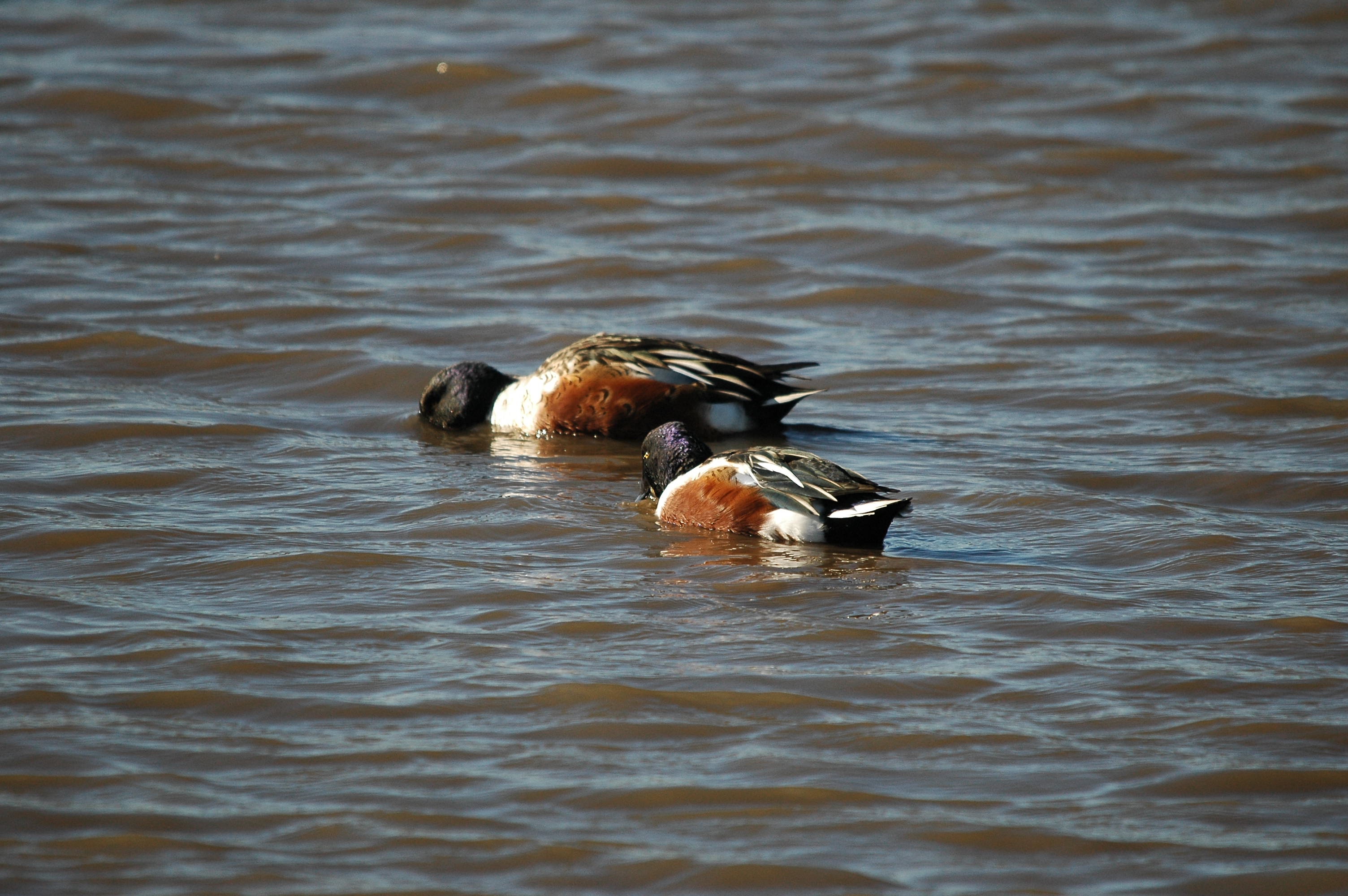 photos/wildlife/Bird_Species/029-Swans-Geese-Typical_ducks/0548-Northern_Shoveler/DSC_3686.JPG
