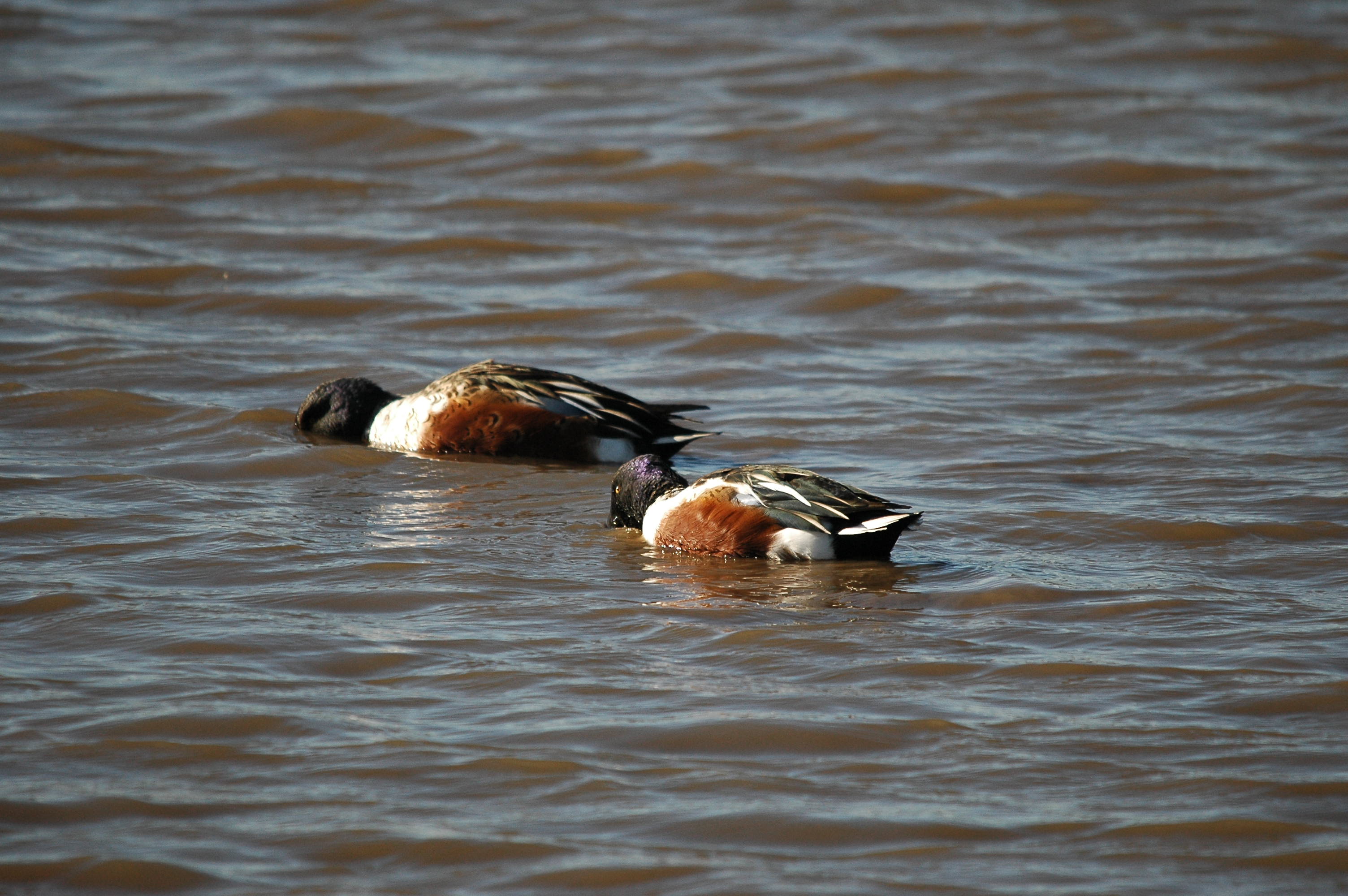 photos/wildlife/Bird_Species/029-Swans-Geese-Typical_ducks/0548-Northern_Shoveler/DSC_3687.JPG