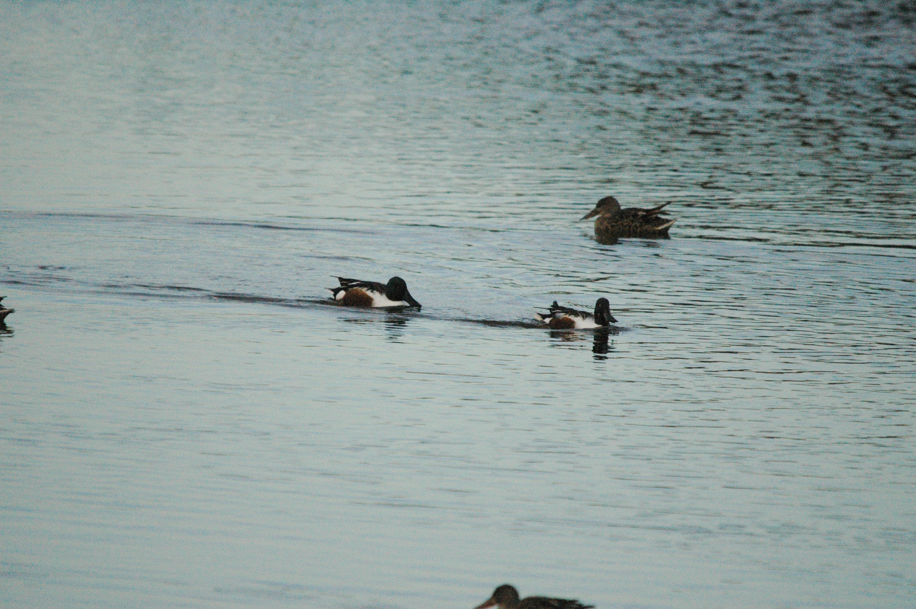 photos/wildlife/Bird_Species/029-Swans-Geese-Typical_ducks/0548-Northern_Shoveler/dsc_1507.jpg