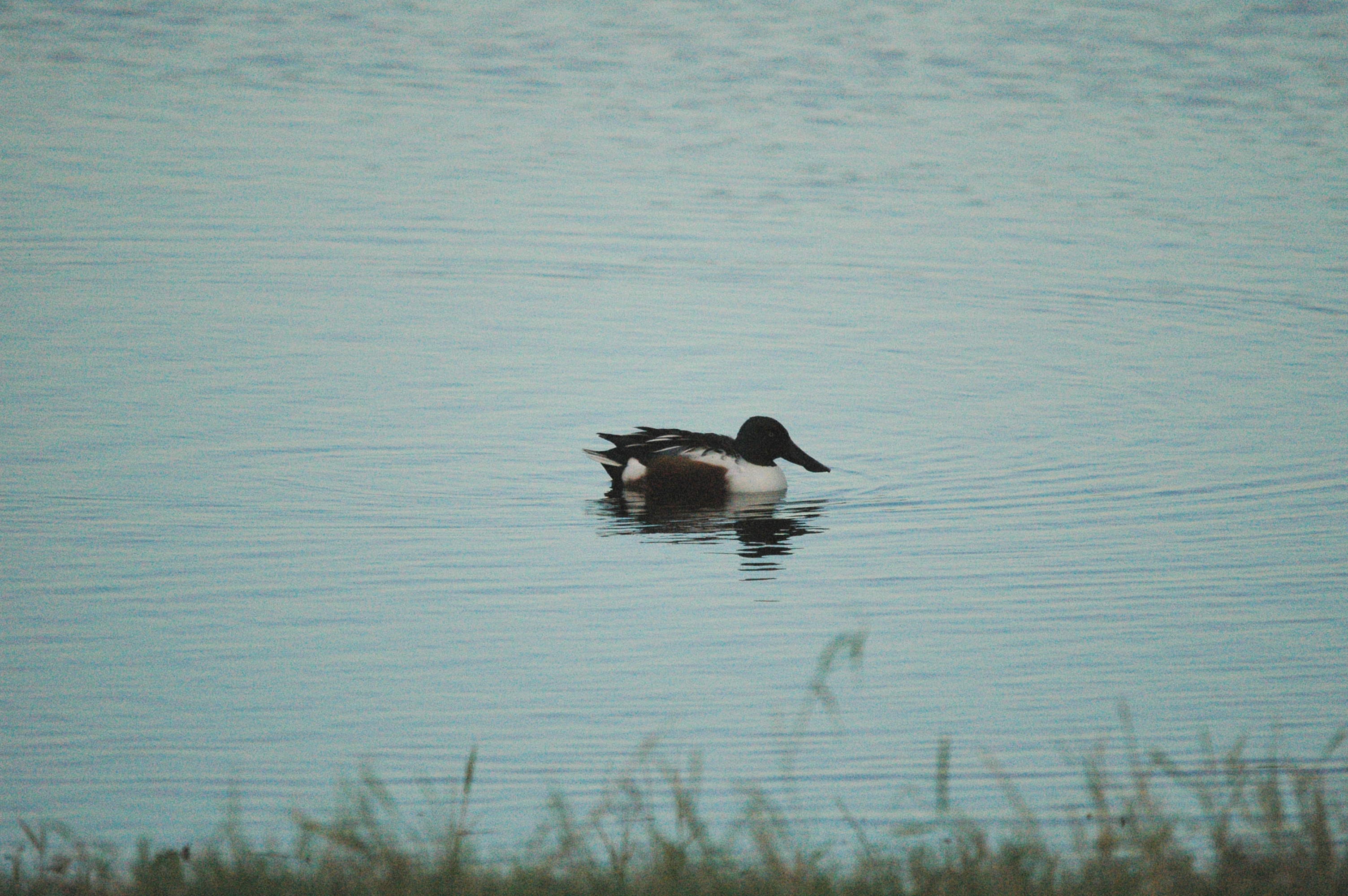 photos/wildlife/Bird_Species/029-Swans-Geese-Typical_ducks/0548-Northern_Shoveler/dsc_1515.jpg