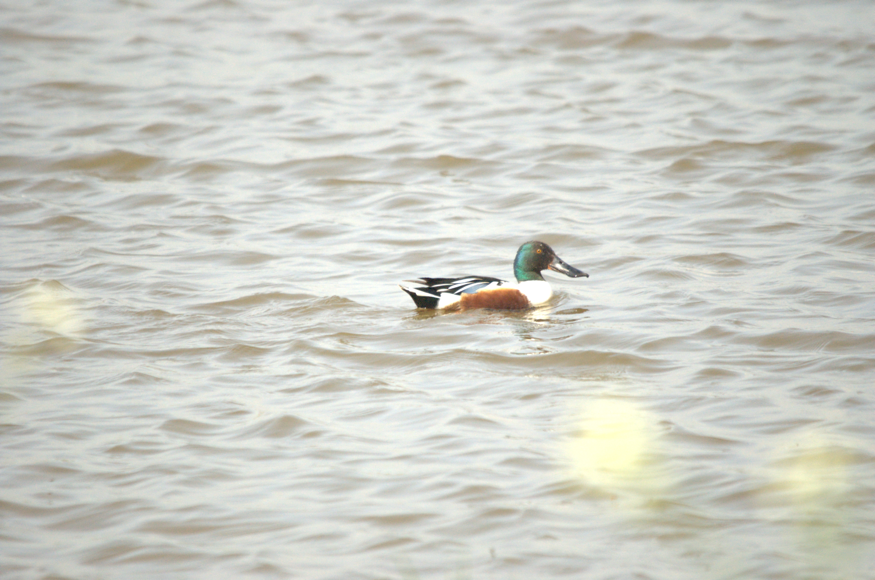 photos/wildlife/Bird_Species/029-Swans-Geese-Typical_ducks/0548-Northern_Shoveler/dsc_2205.jpg