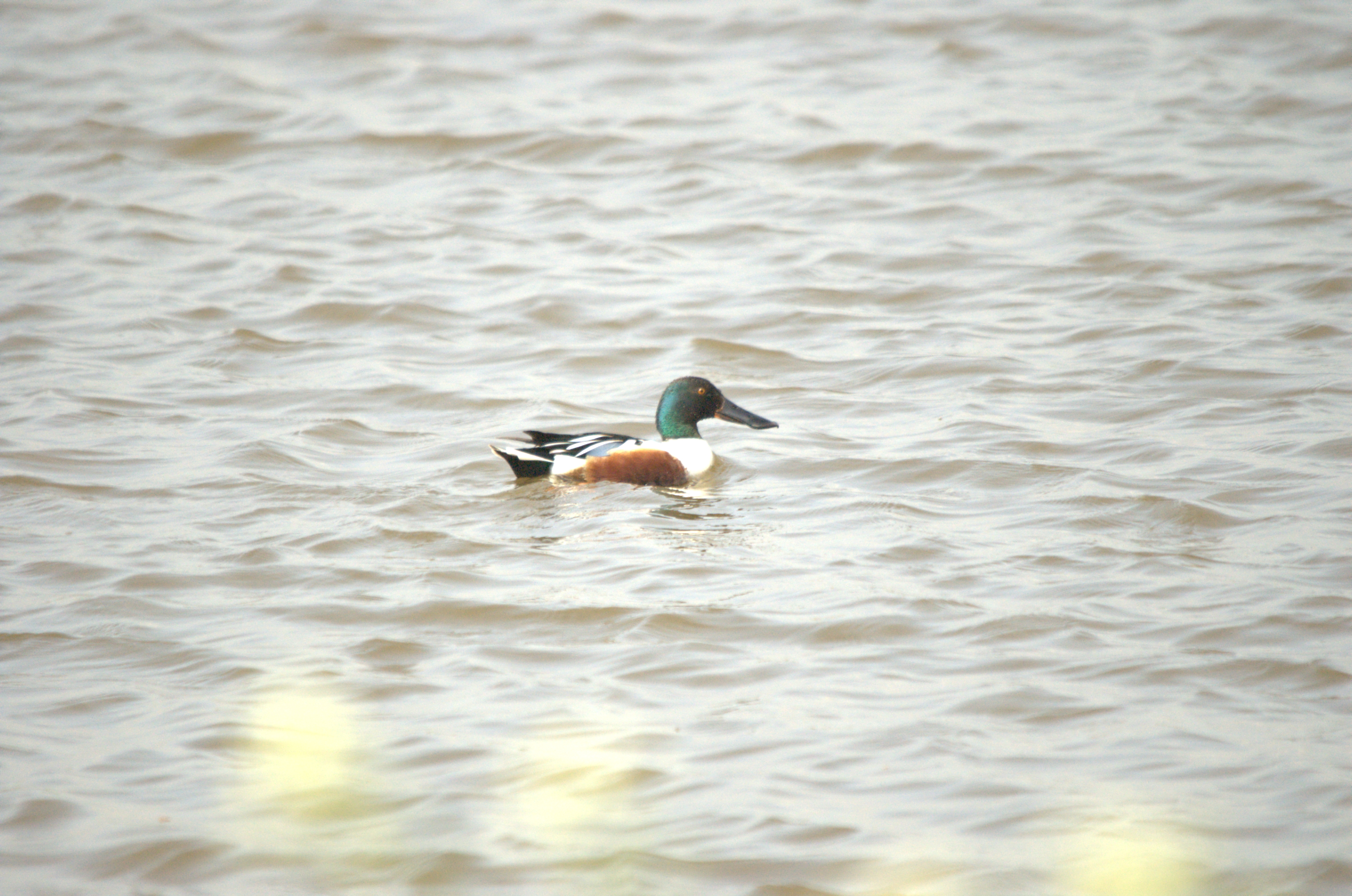photos/wildlife/Bird_Species/029-Swans-Geese-Typical_ducks/0548-Northern_Shoveler/dsc_2206.jpg